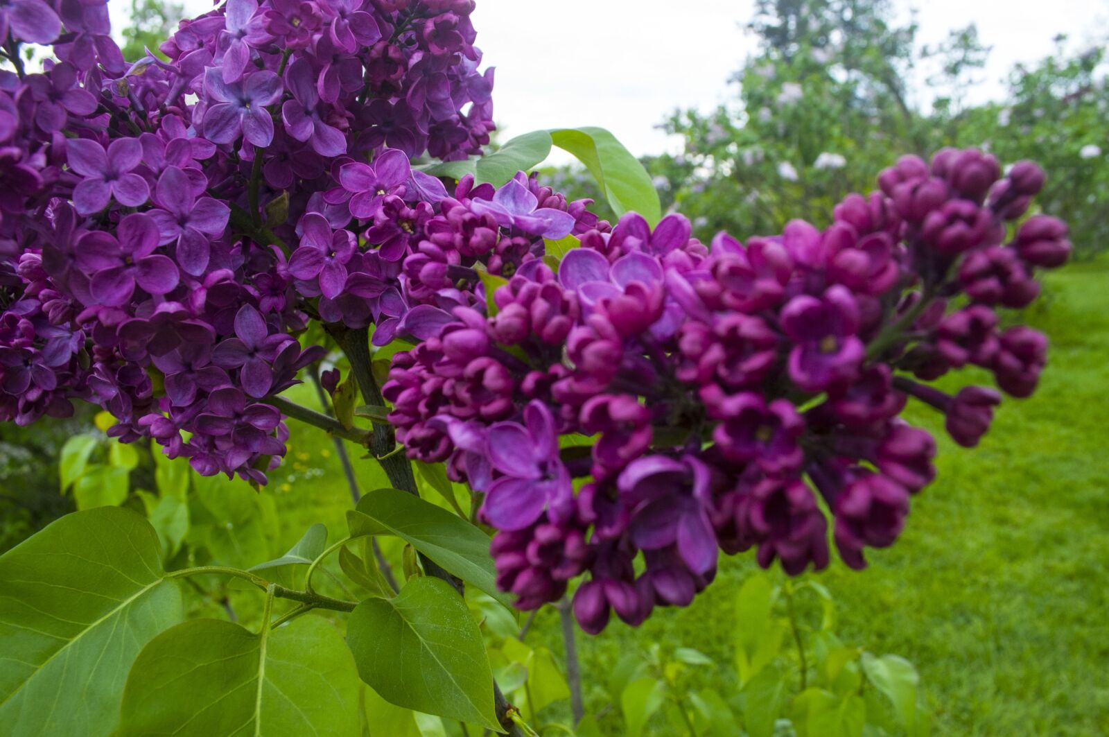 Nikon D5000 sample photo. Lavender, purple, summer photography