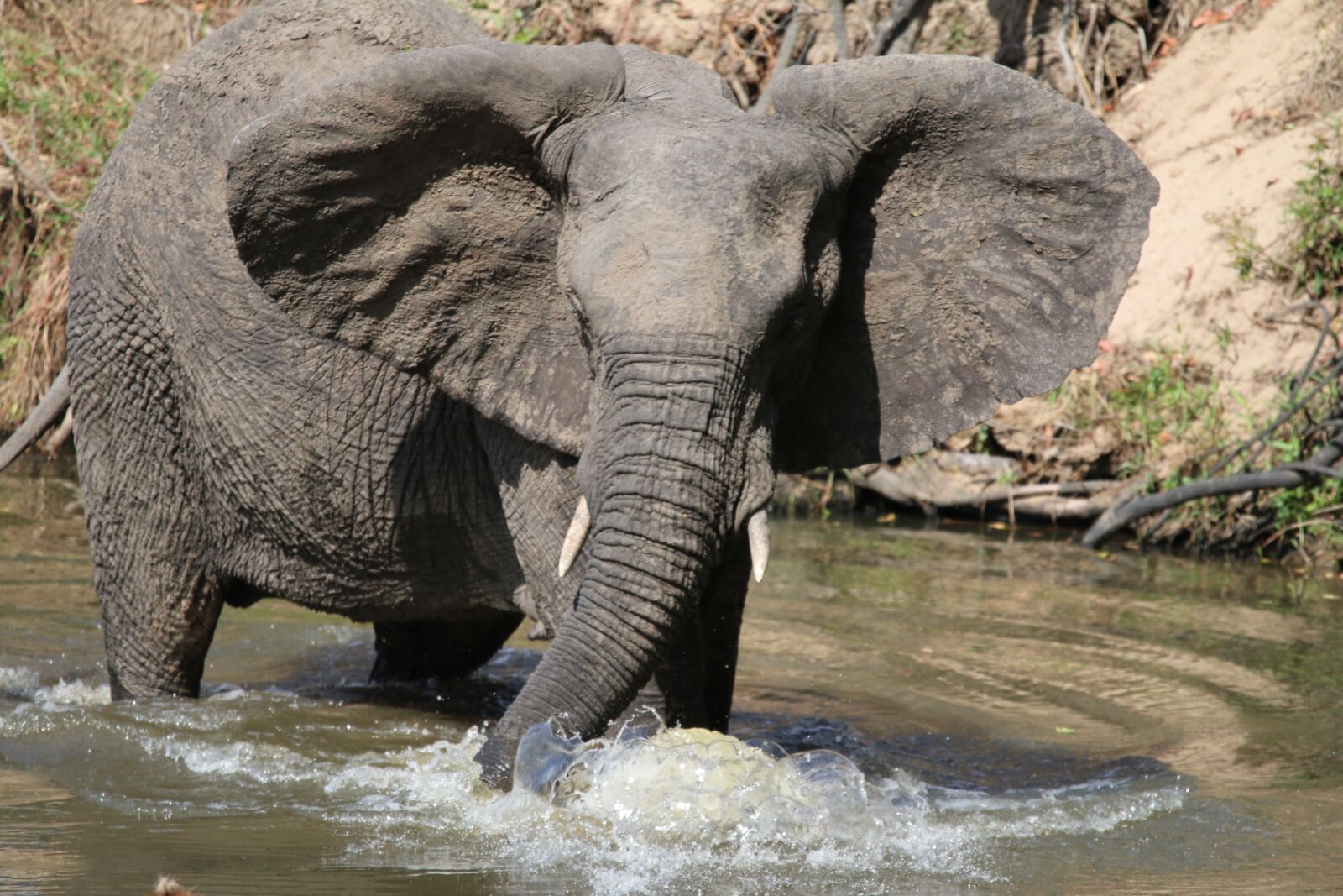 150-600mm F5-6.3 DG OS HSM | Sports 014 sample photo. Elephan, bathing, animal photography