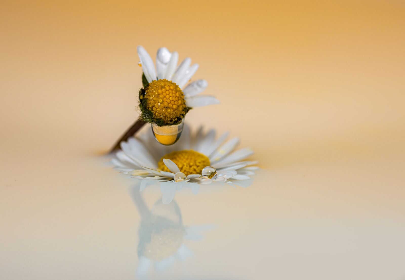 Canon EOS R sample photo. Geese flower, drop of photography