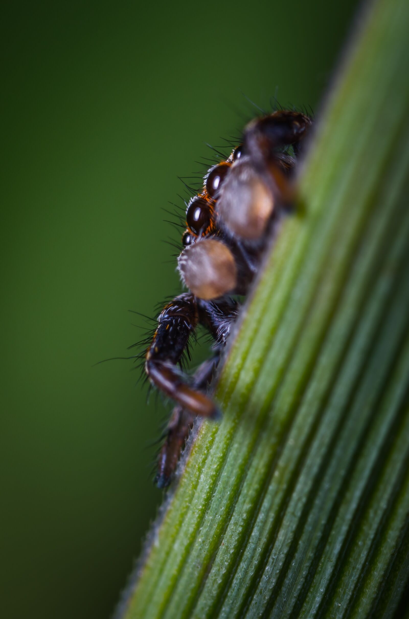 #124 65/2.8 sample photo. Insect, bespozvonochnoe, nature photography