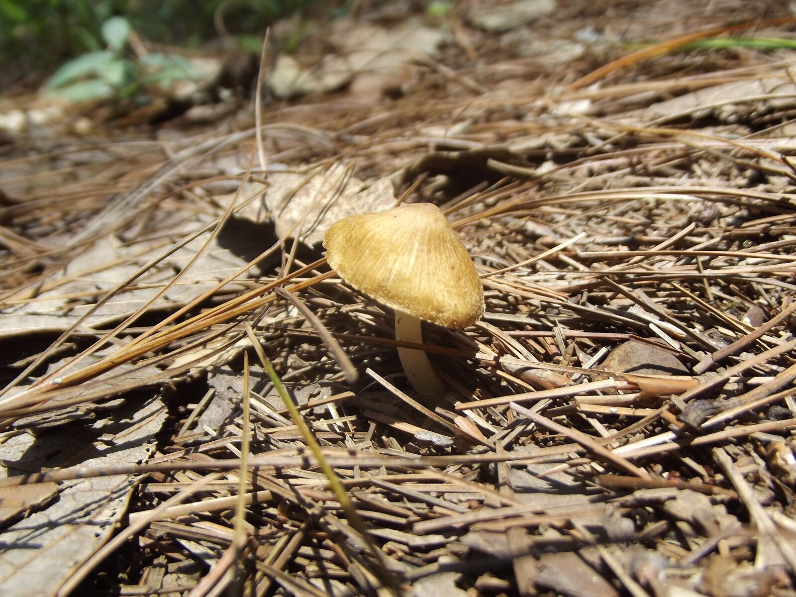 Fujifilm FinePix S2980 sample photo. Fungus, nature, mushroom photography