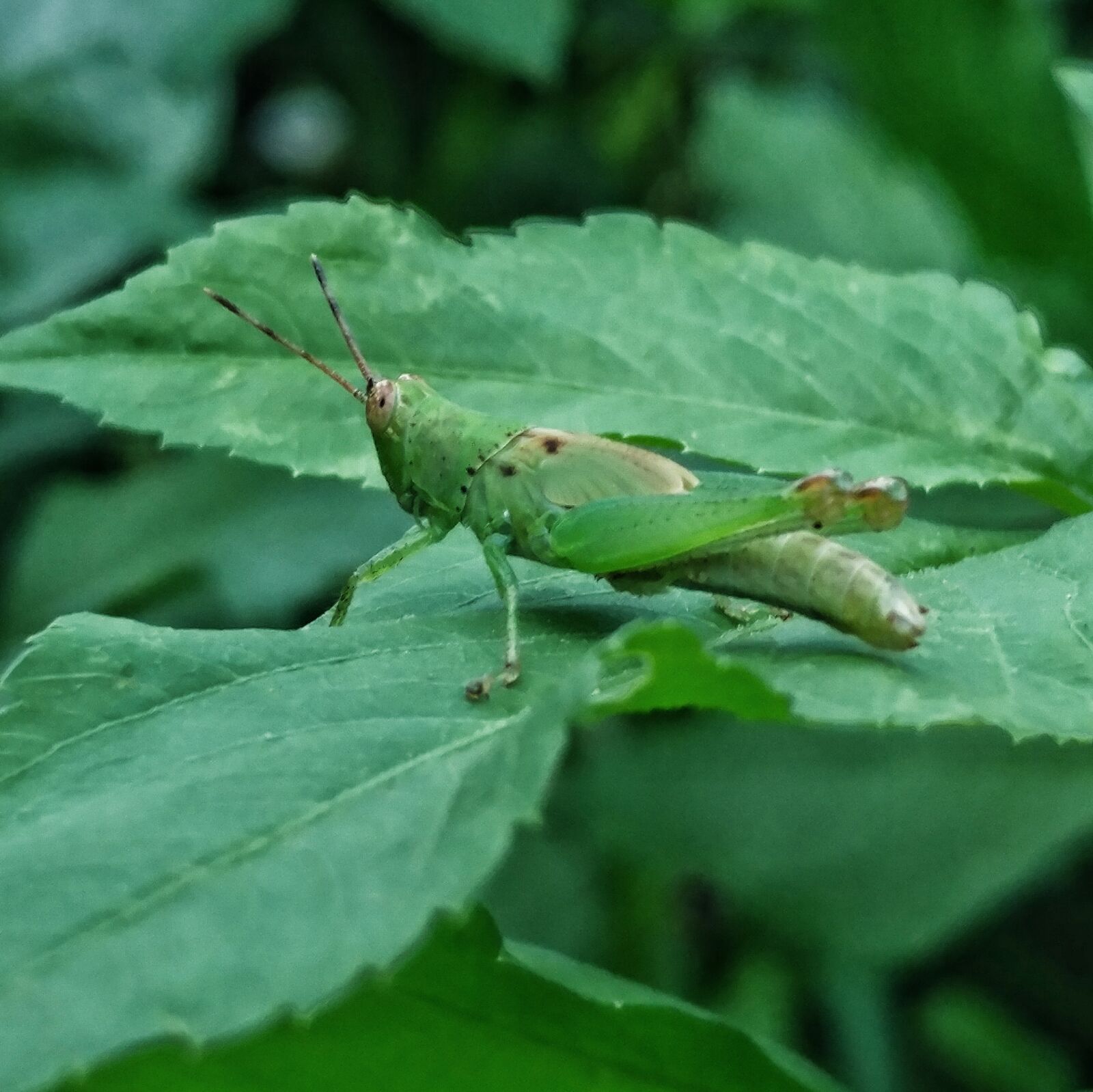 LG V20 sample photo. Insect, pest, bug photography