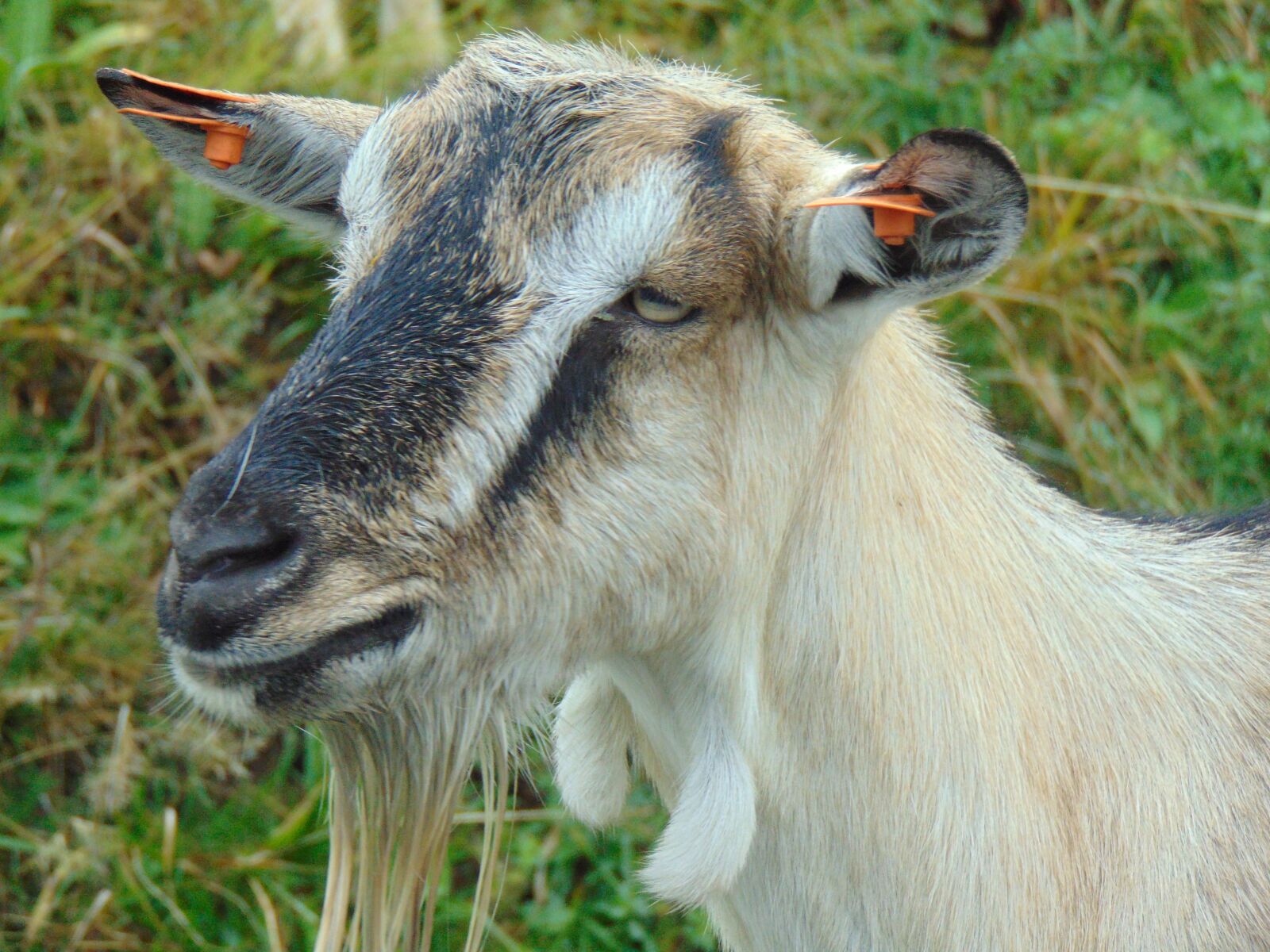 Sony Cyber-shot DSC-H300 sample photo. Goat, animal, mammal photography