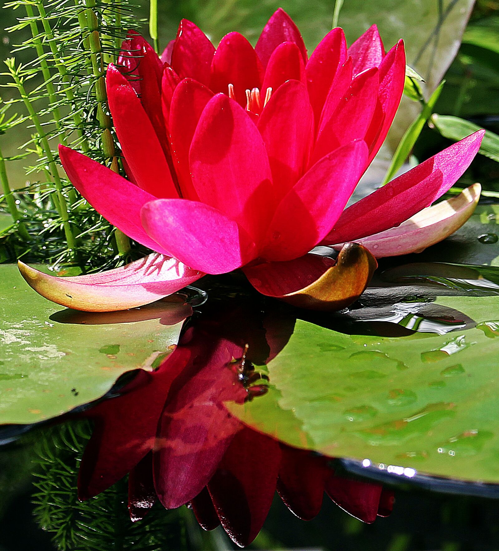 Canon EOS 550D (EOS Rebel T2i / EOS Kiss X4) sample photo. Water lily, nuphar lutea photography