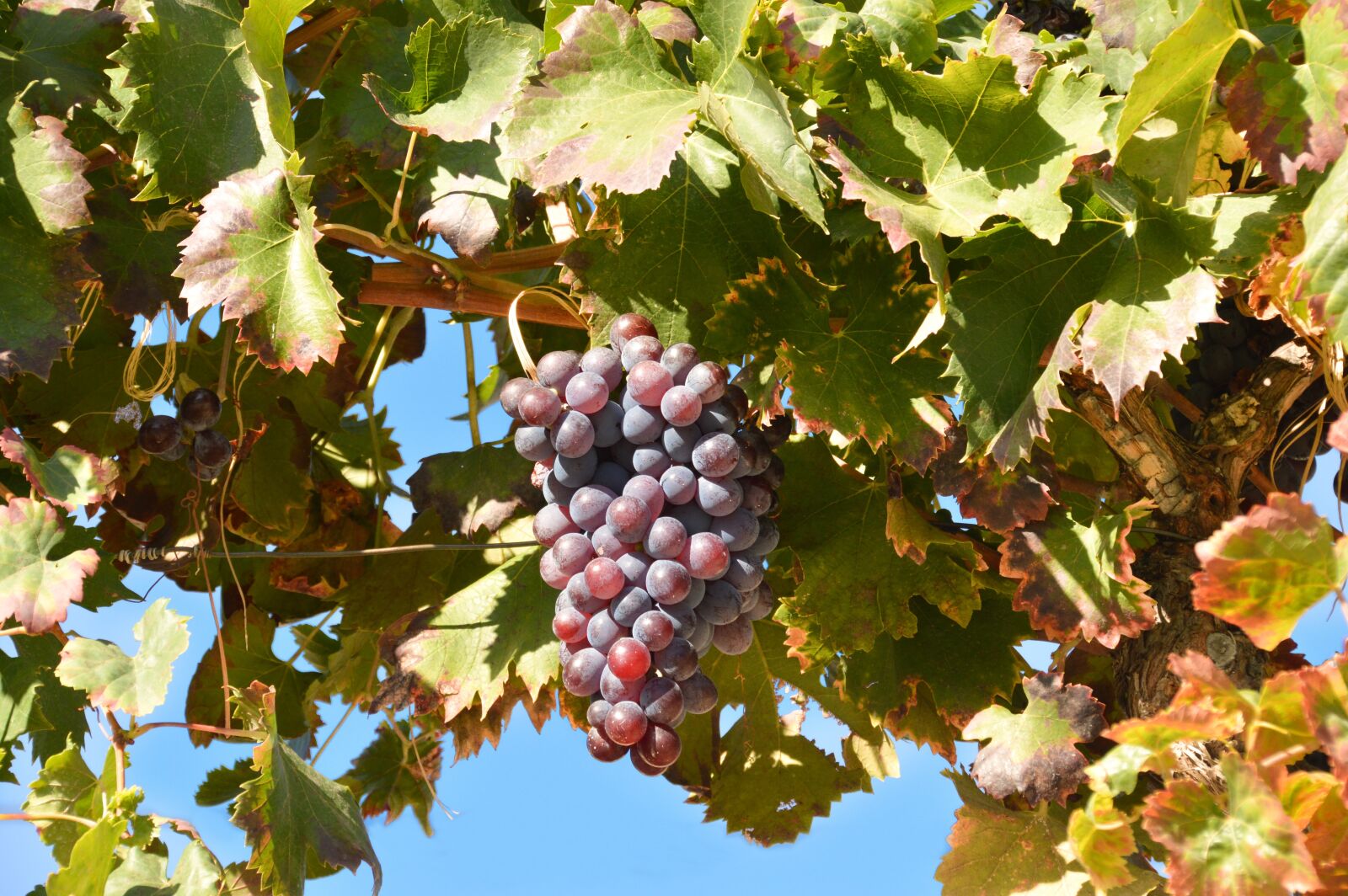 Nikon D3200 sample photo. Leaf, grape, fruit photography