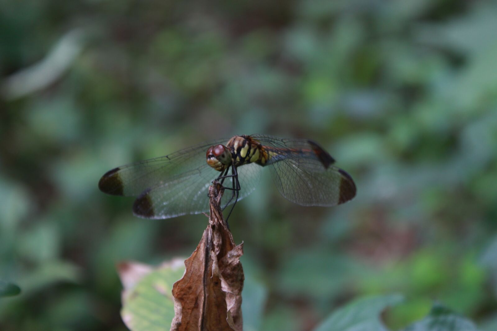 Canon EOS 500D (EOS Rebel T1i / EOS Kiss X3) sample photo. Dragonfly, insects, nature photography