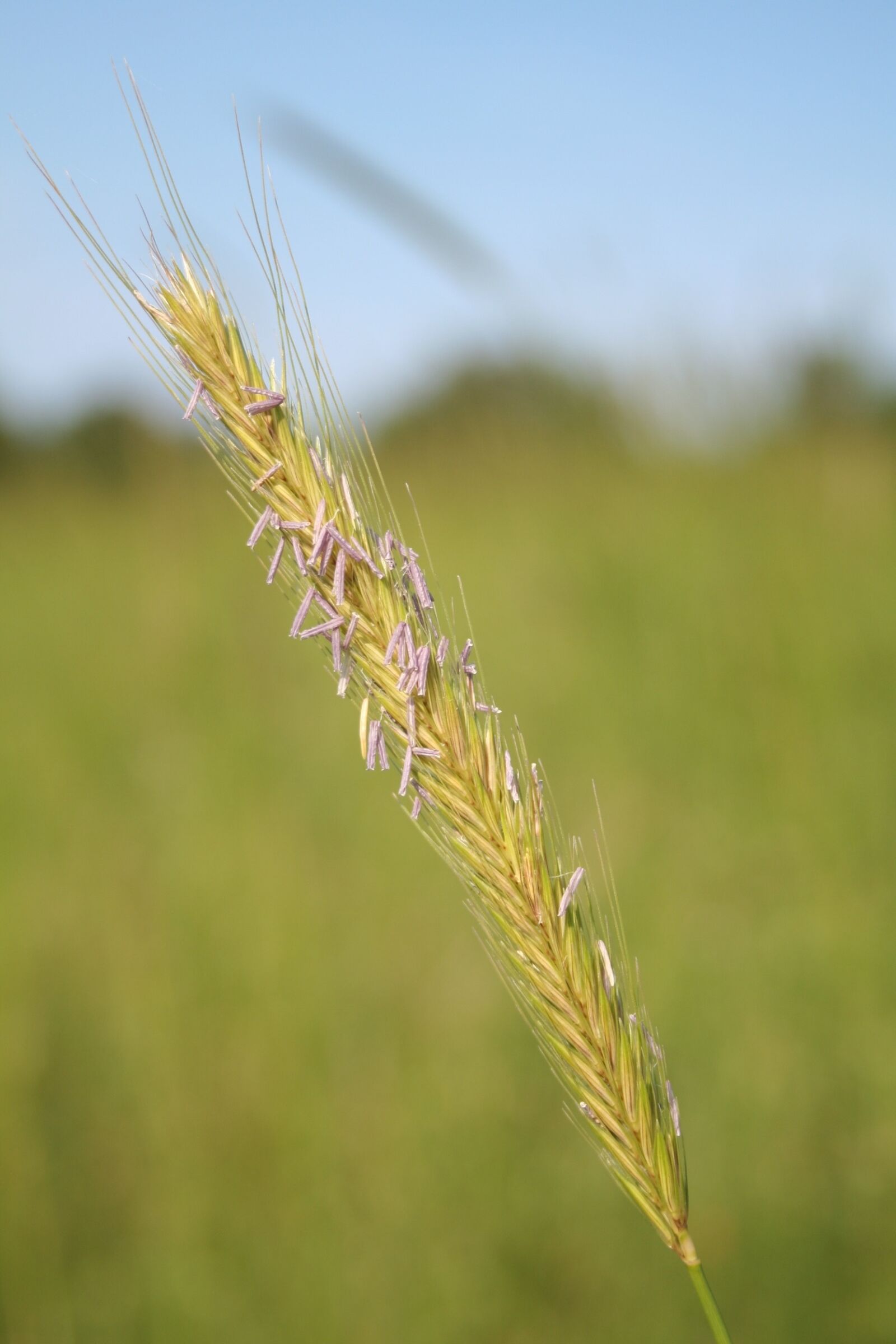 Canon EOS 350D (EOS Digital Rebel XT / EOS Kiss Digital N) sample photo. Wheat, class in the photography