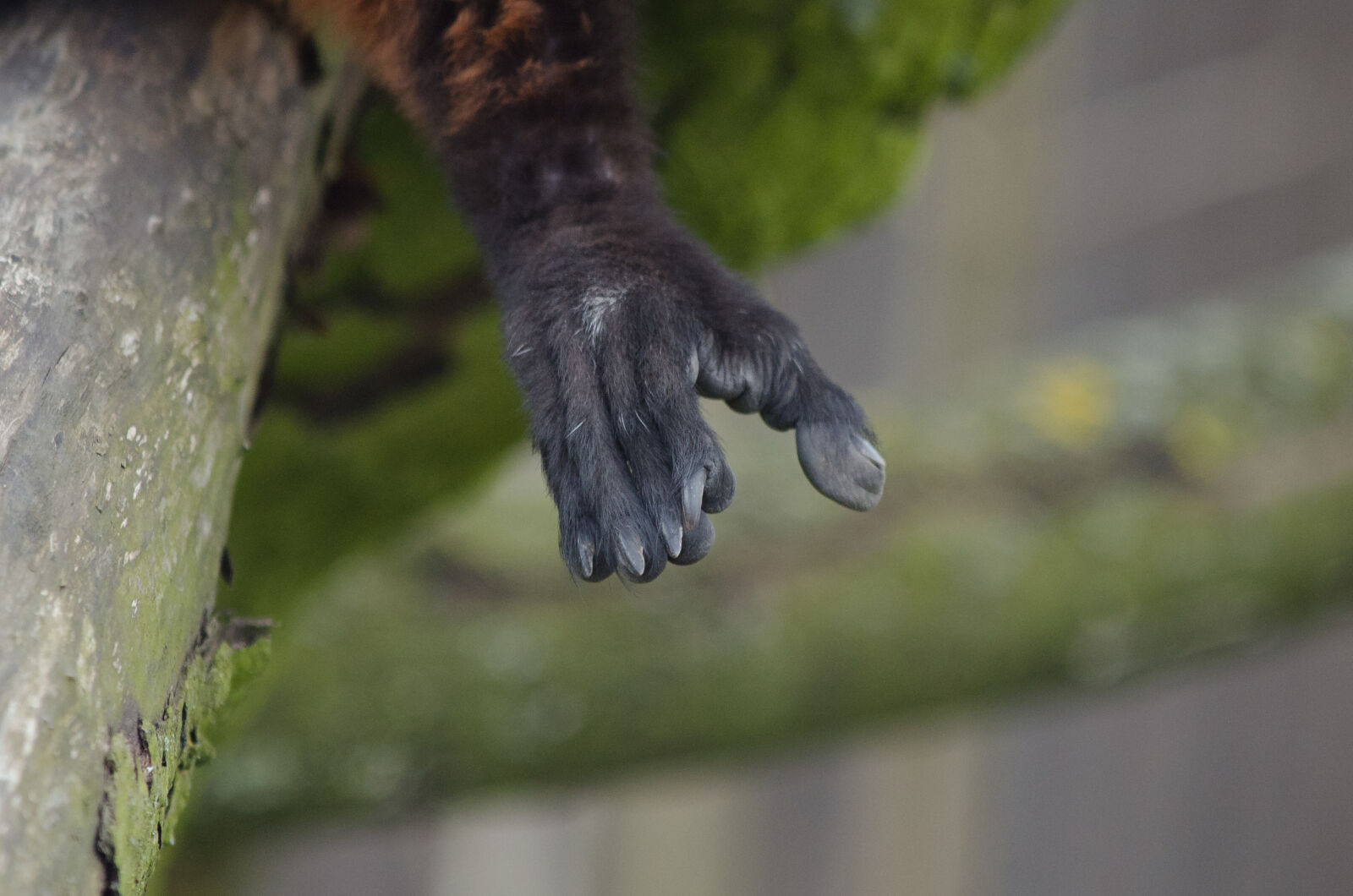 Nikon D7000 + Sigma APO Tele Macro 300mm F4 sample photo