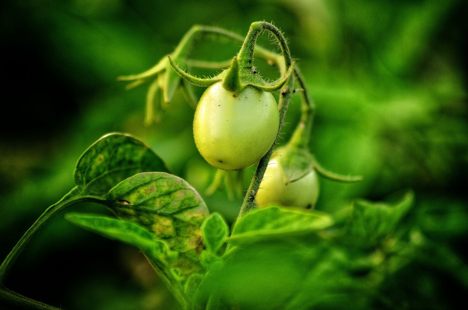 Nikon D5100 sample photo. Tomato, vegetable, green photography