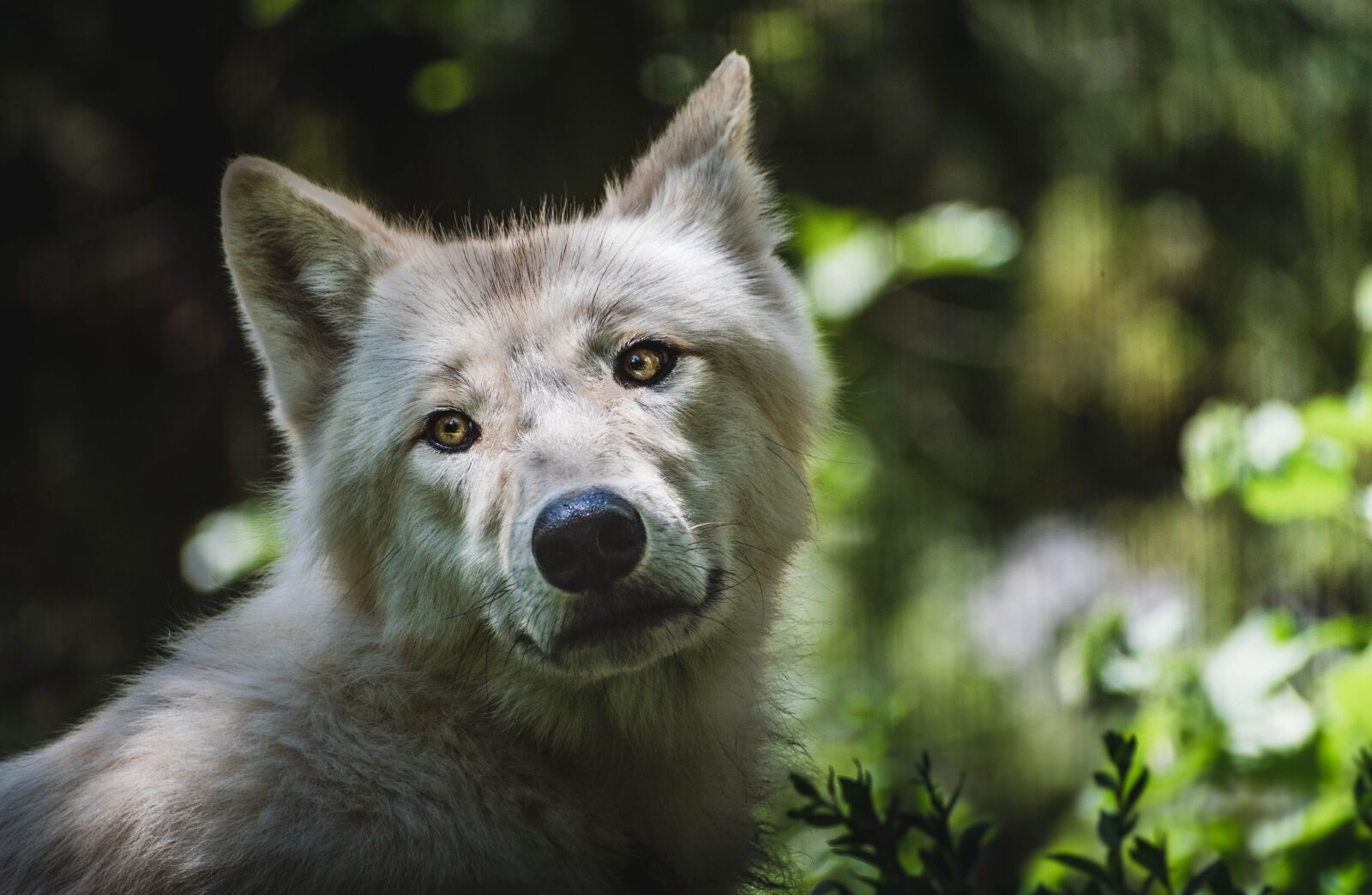 Nikon D5600 sample photo. Wolf, animal, wolves photography