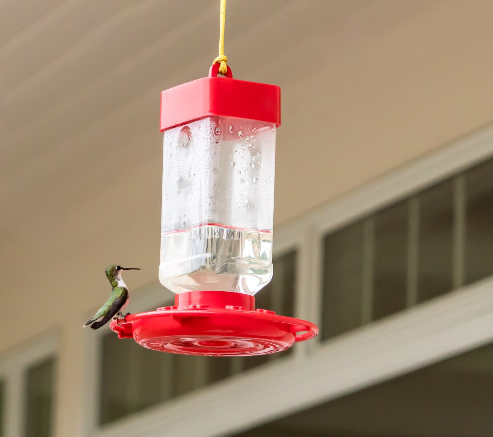 Sony a7R II + Sony FE 24-240mm F3.5-6.3 OSS sample photo. Hummingbird, sitting, feeding photography