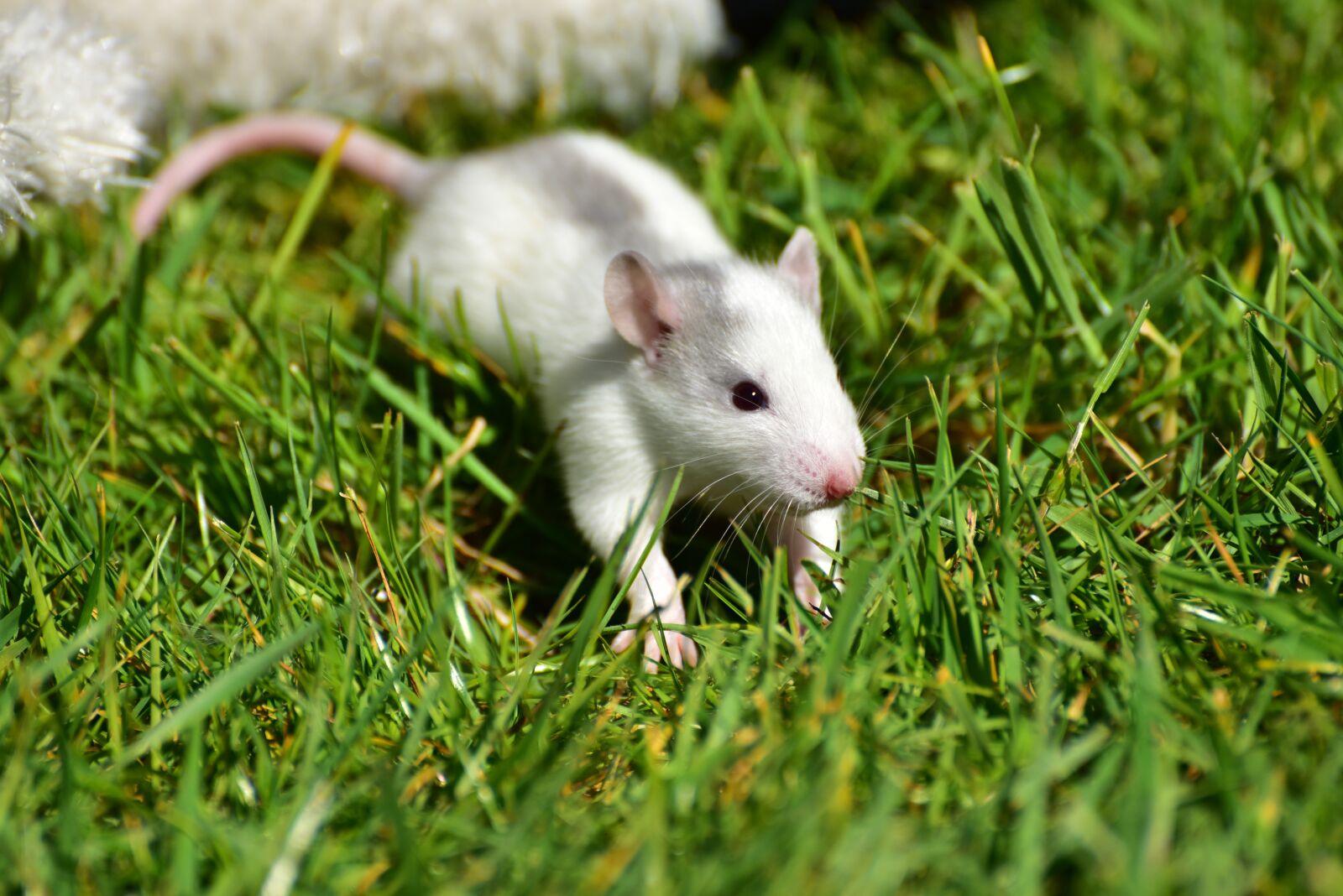 Nikon D750 sample photo. Rat, baby, baby rats photography