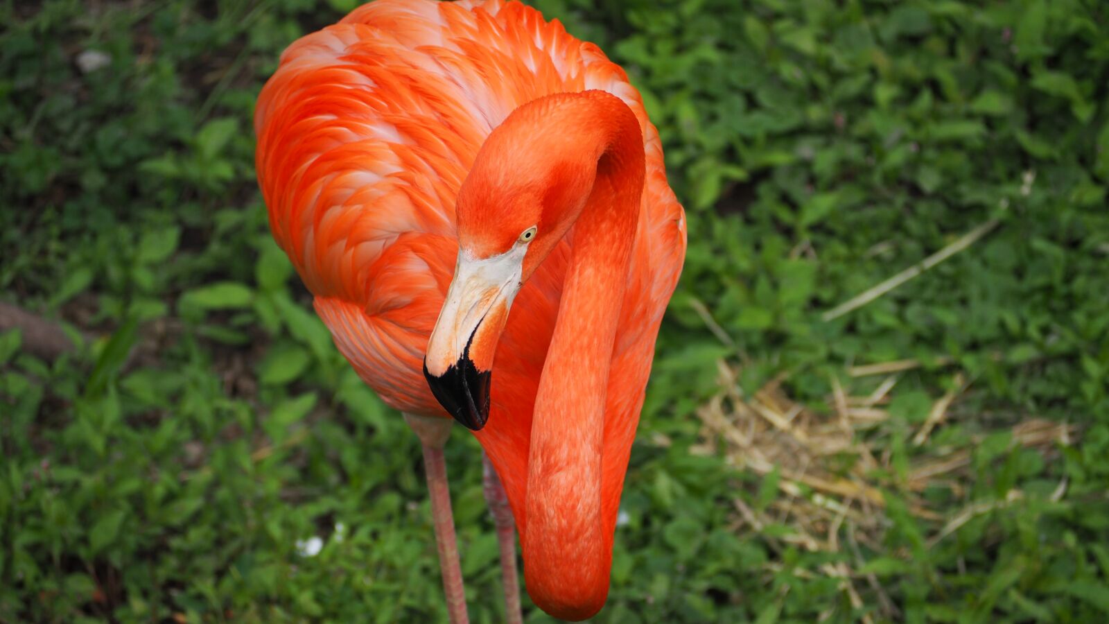 Olympus OM-D E-M10 II sample photo. Flamingo, bird, pink photography