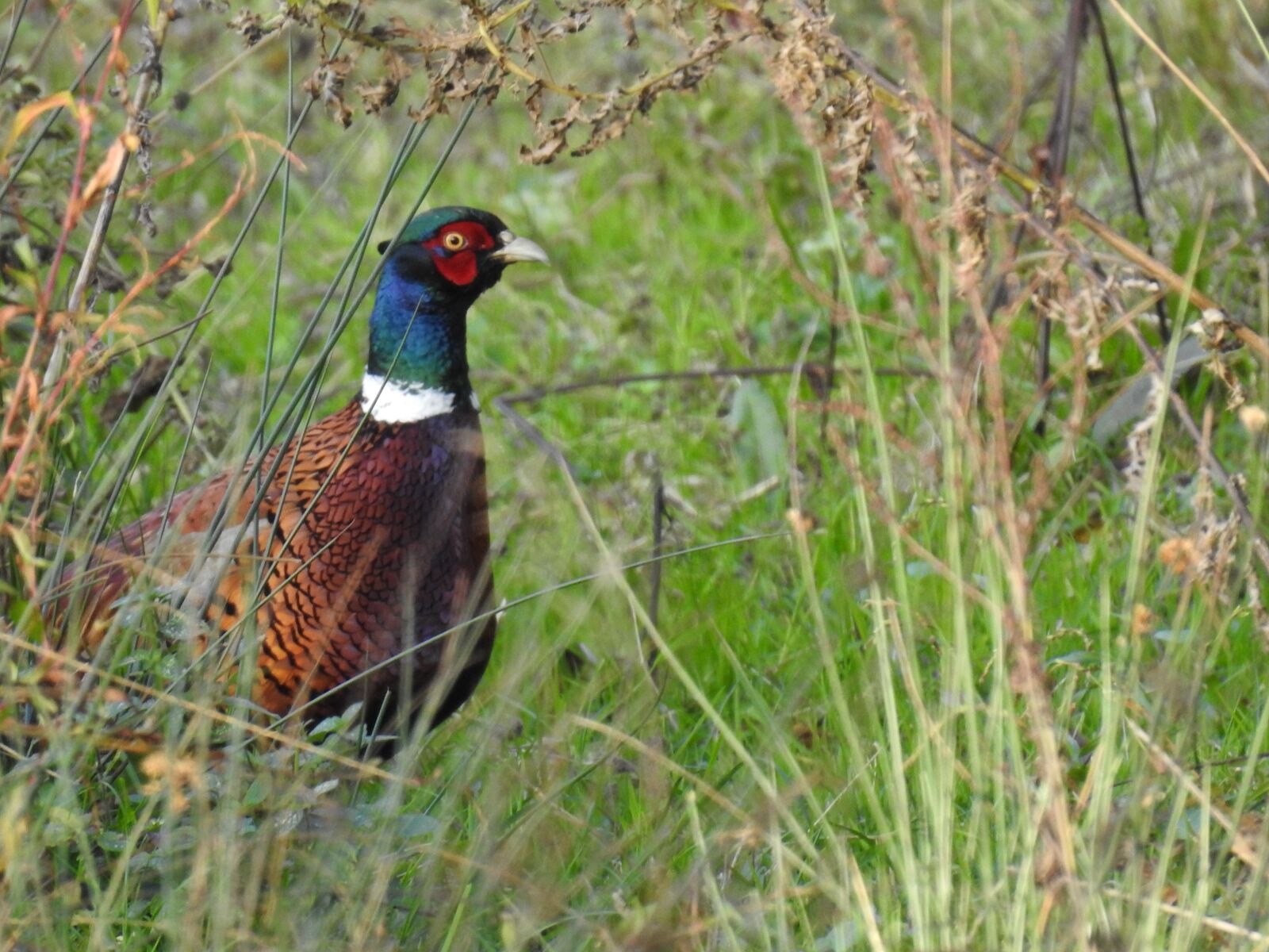 Nikon Coolpix P900 sample photo. Birds, pheasant, plumage photography