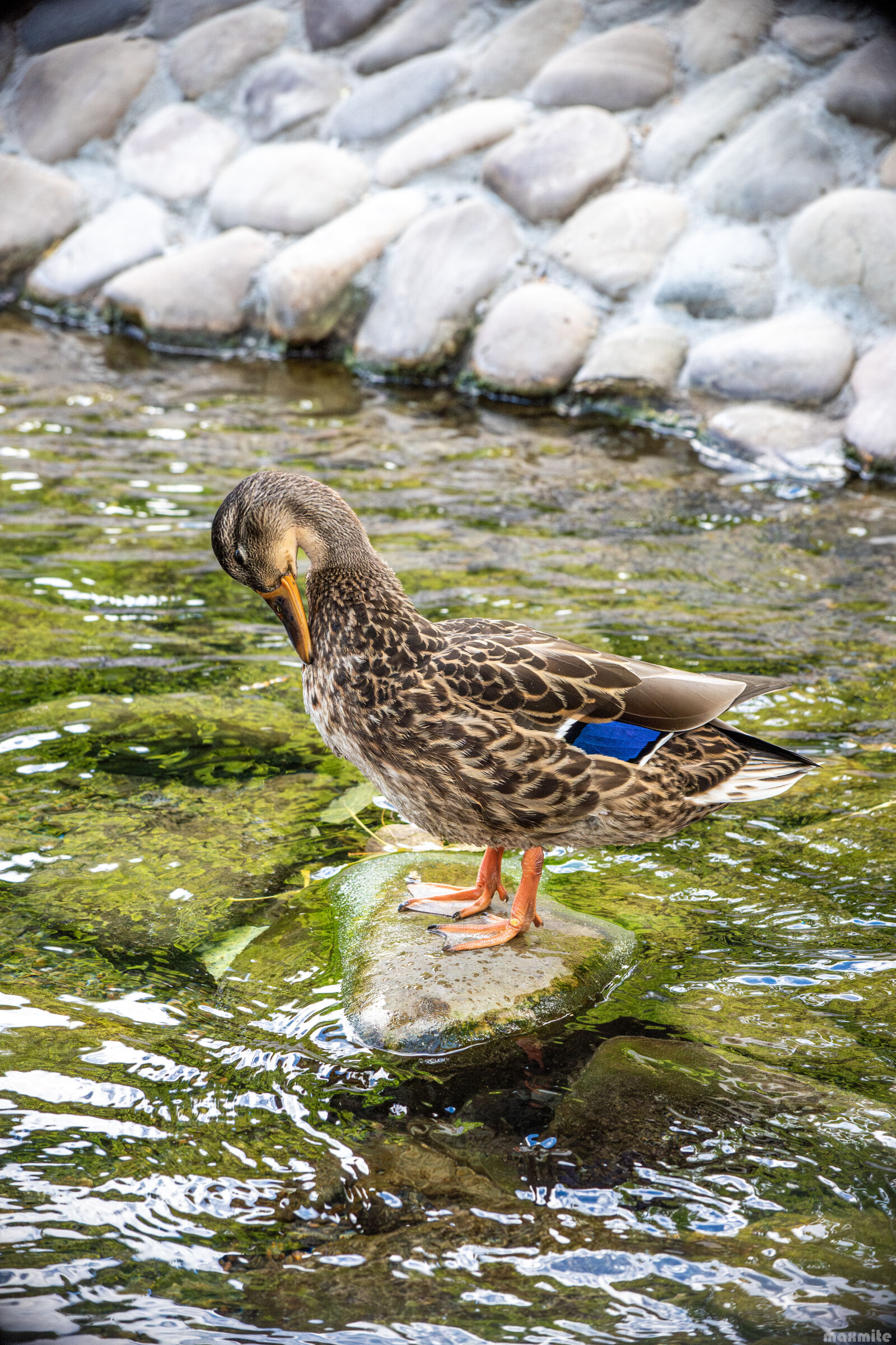 Nikon D750 sample photo