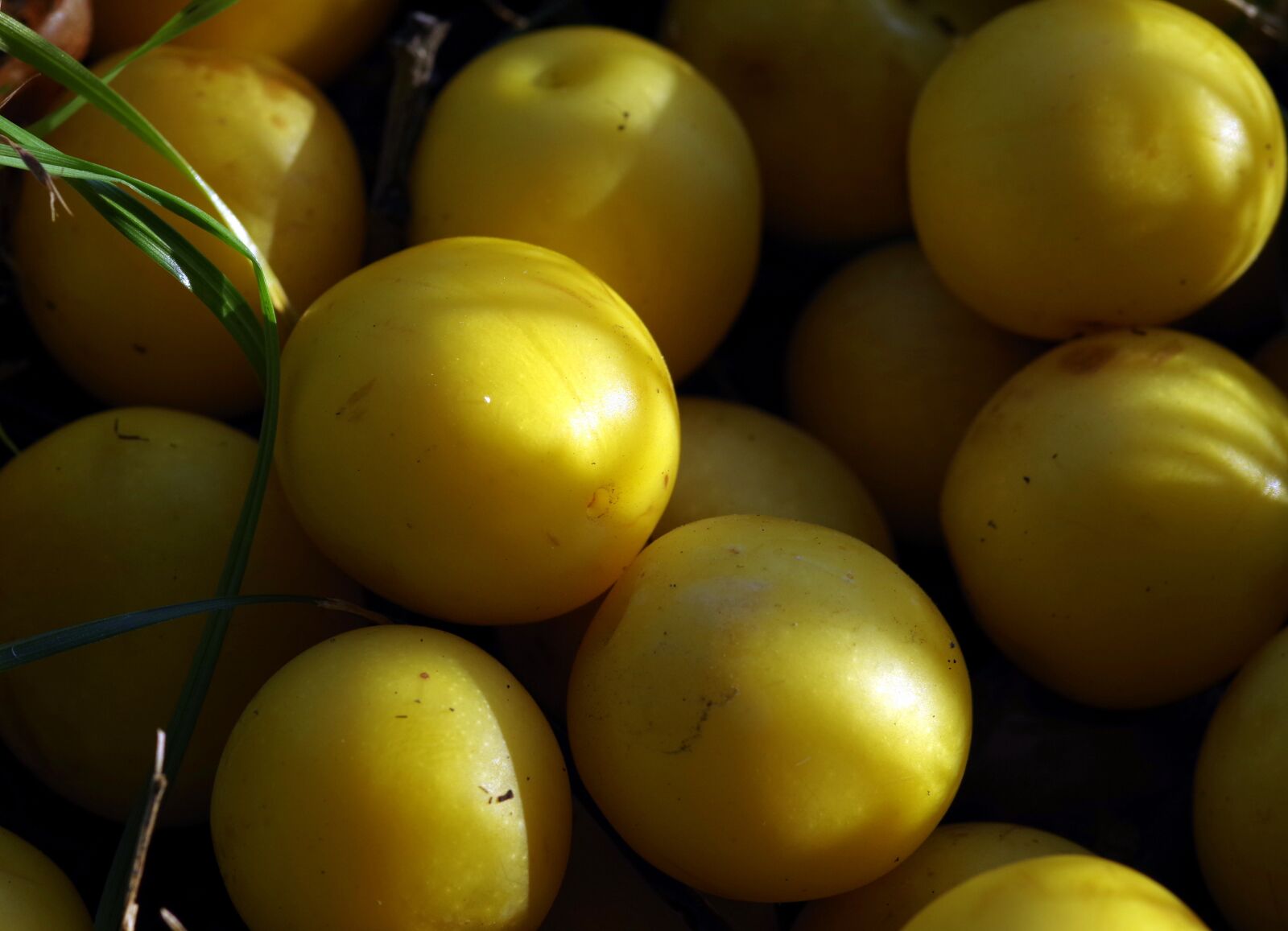Pentax K-S2 sample photo. Damson, plum, yellow photography