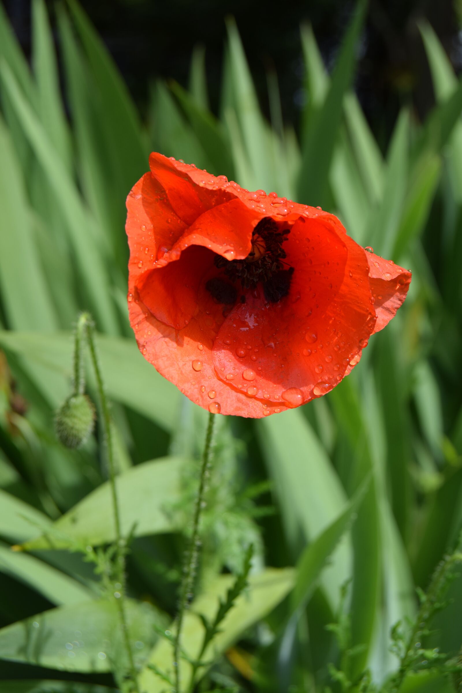 Nikon D3300 sample photo. Poppy, flower, red photography