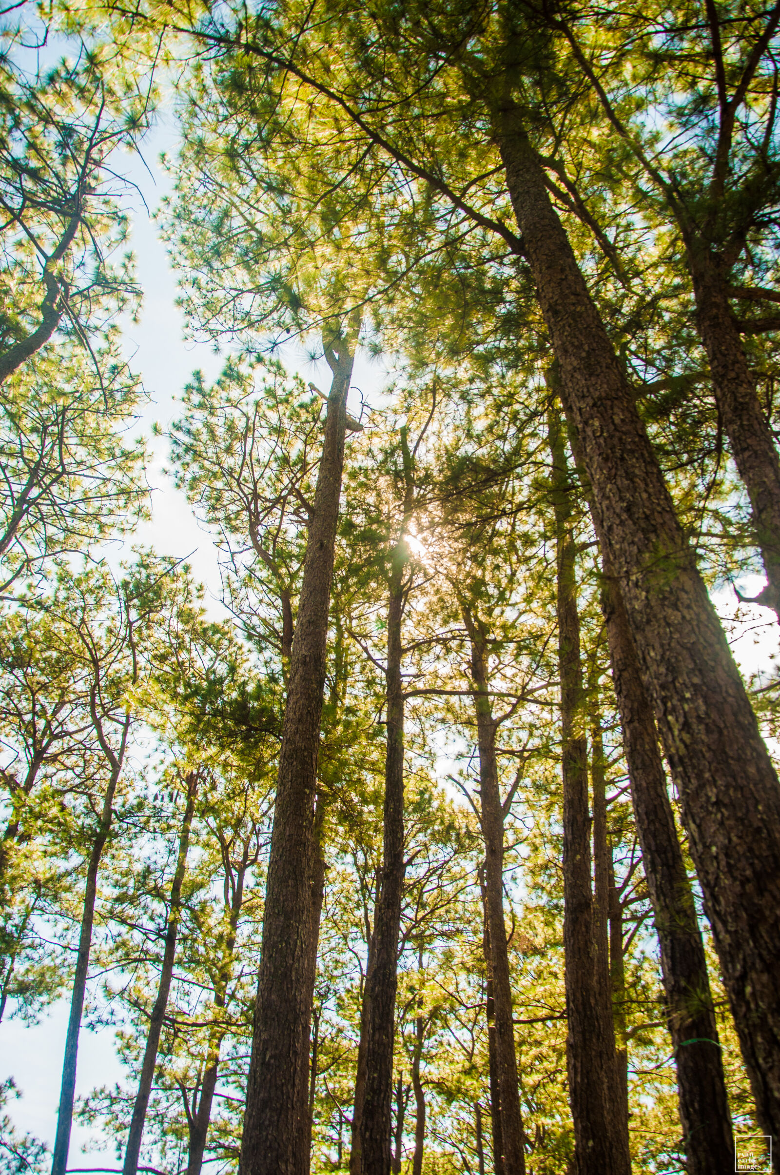 Nikon D90 sample photo. Autumn, nature, pine, tree photography