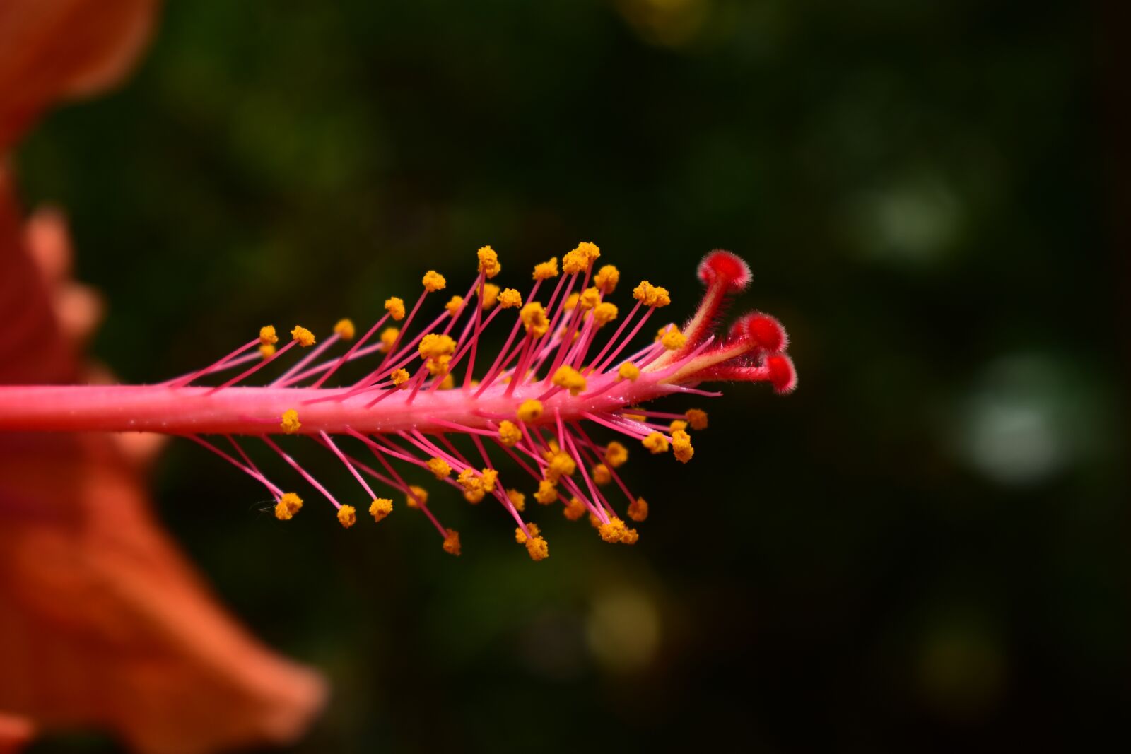 Nikon D3400 sample photo. Nature, flower, outdoors photography