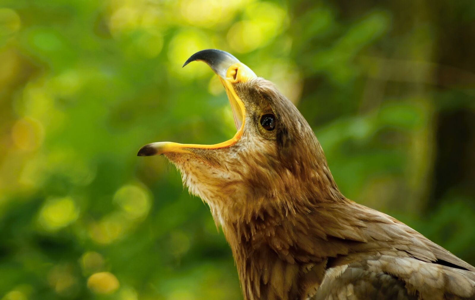 Canon EOS 650D (EOS Rebel T4i / EOS Kiss X6i) sample photo. Eagle, nature, predators photography