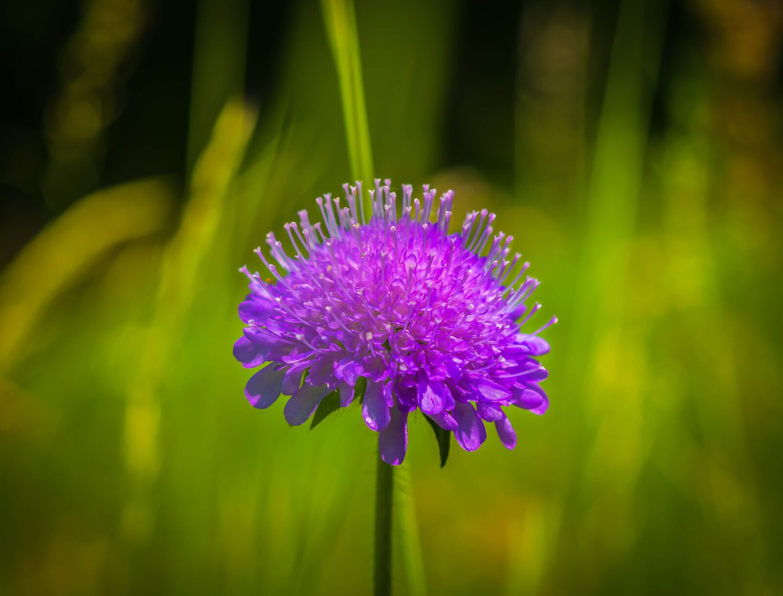 Nikon D3300 sample photo. Flower, ball flower, alpine photography