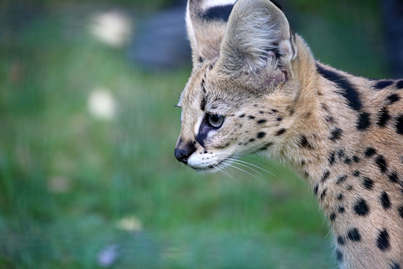 Canon EF 100-400mm F4.5-5.6L IS II USM sample photo. Serval, cat, big cat photography