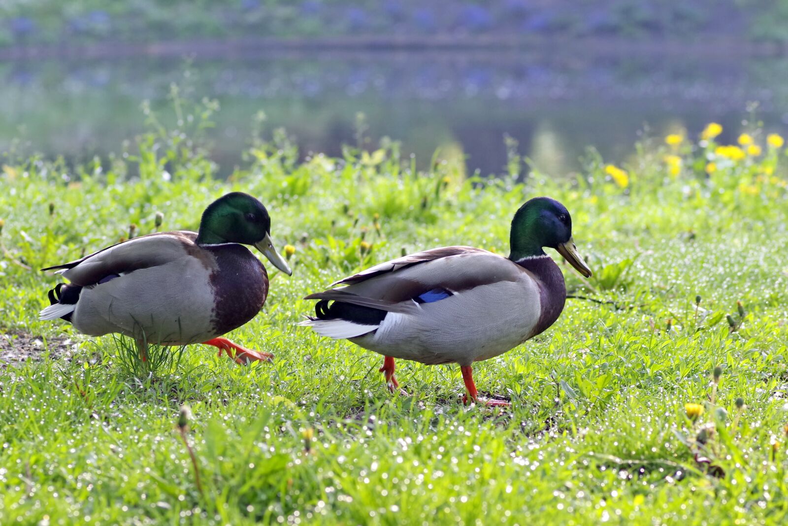 Pentax K-S2 sample photo. Ducks, wandering, crossword photography
