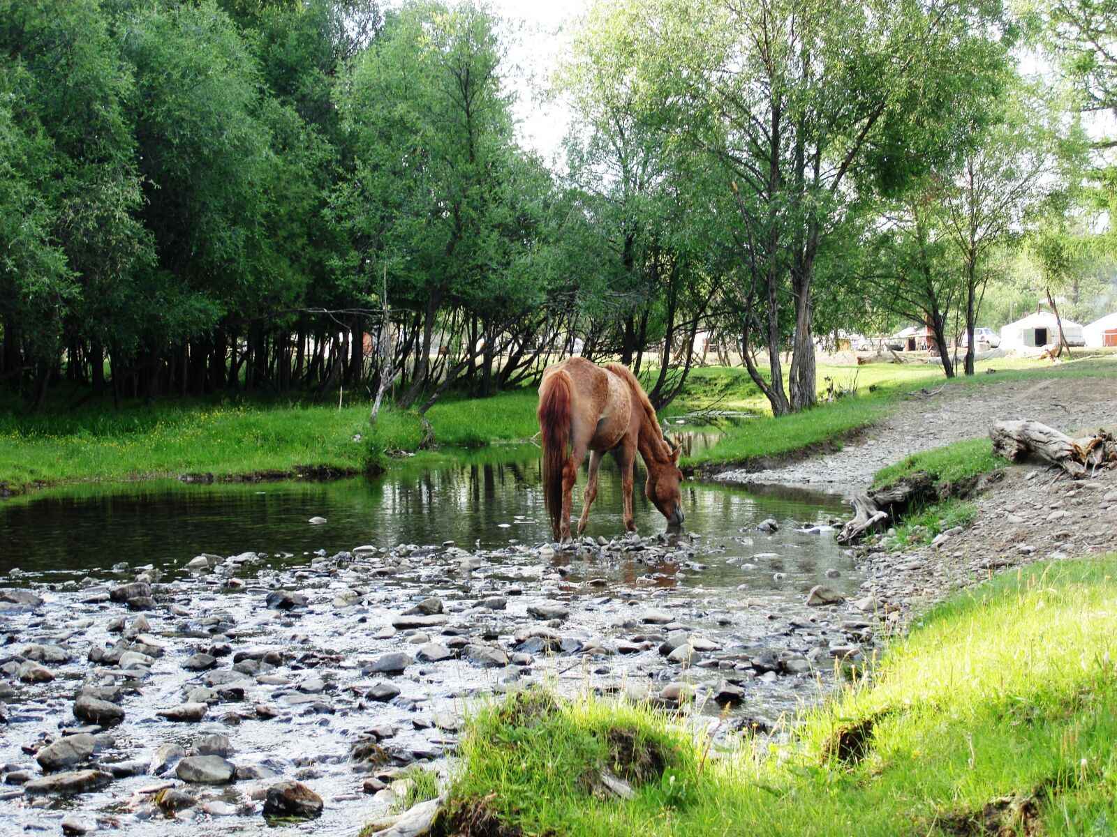 Sony DSC-N1 sample photo. Mongolia, horse drinking, serene photography