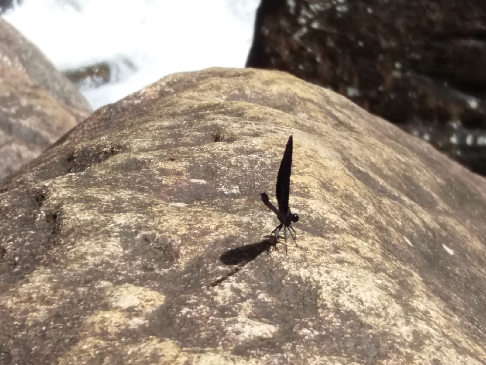 Samsung Galaxy J5(2016) sample photo. Behind, black, day, dragonfly photography