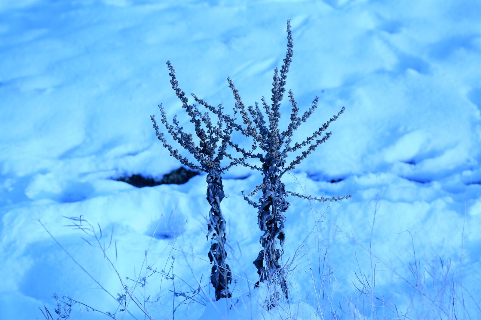Canon EF 24-105mm F4L IS USM sample photo. Snow, winter, cold photography