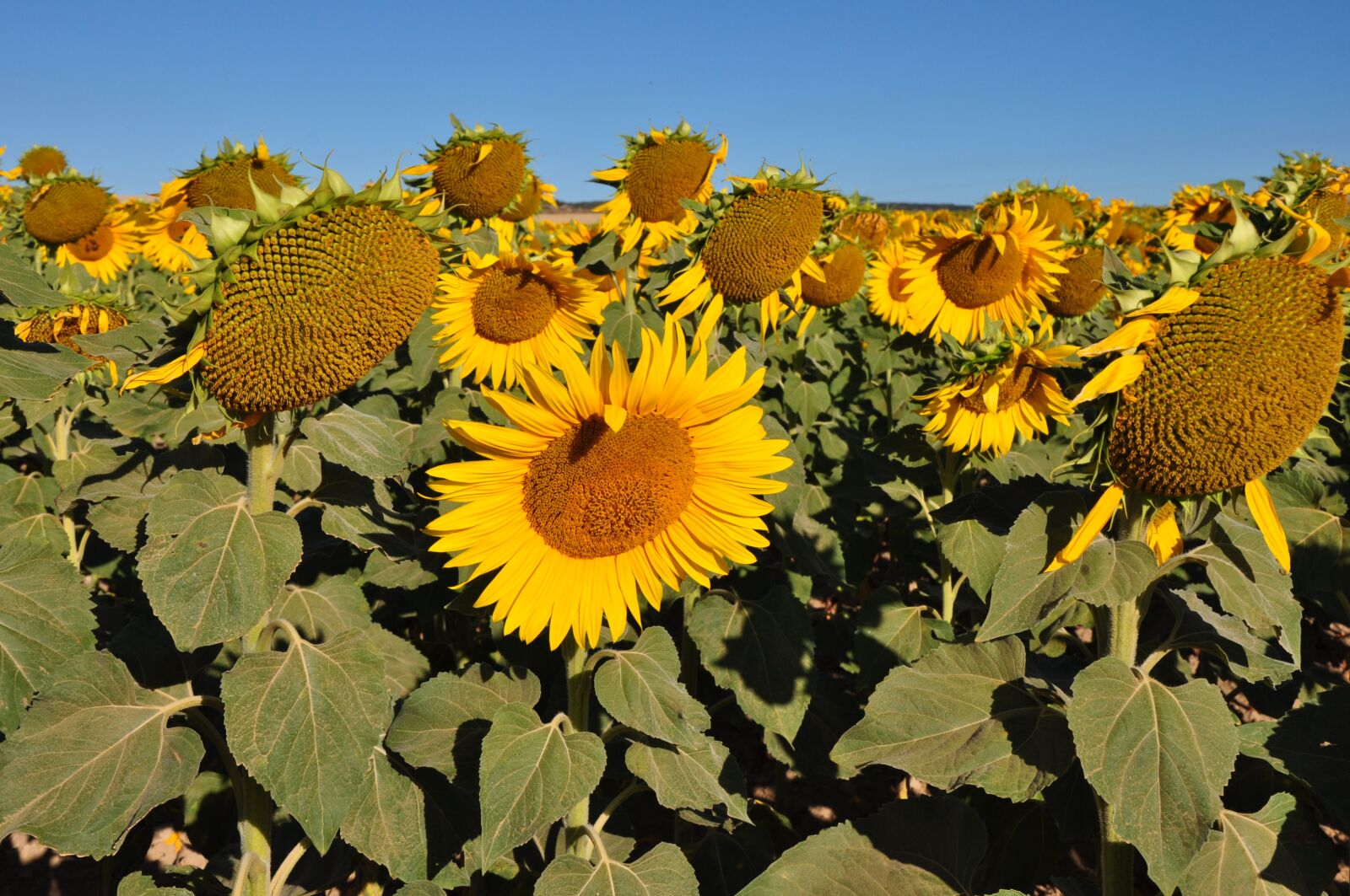 Nikon D5000 sample photo. Nature, flora, summer photography