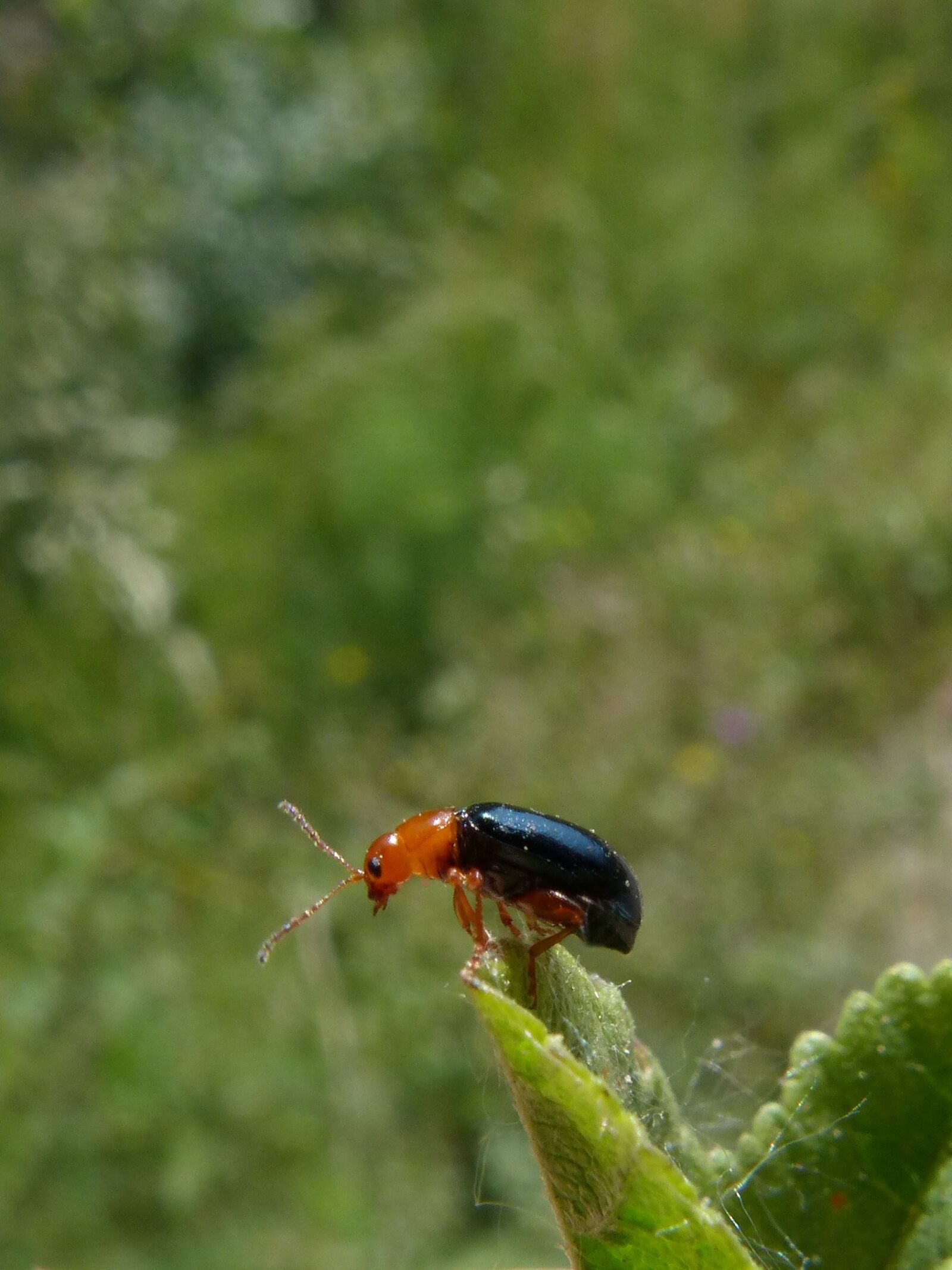 Panasonic DMC-FZ62 sample photo. Beetle, coleoptera, black and photography