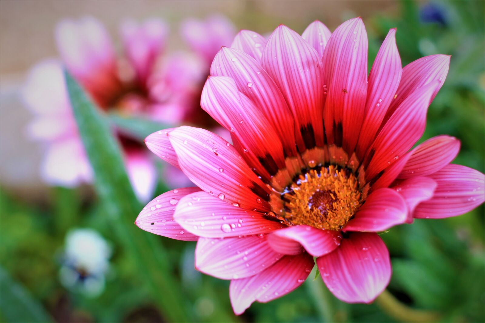 Canon EOS 750D (EOS Rebel T6i / EOS Kiss X8i) sample photo. Flower, rosa, spring photography