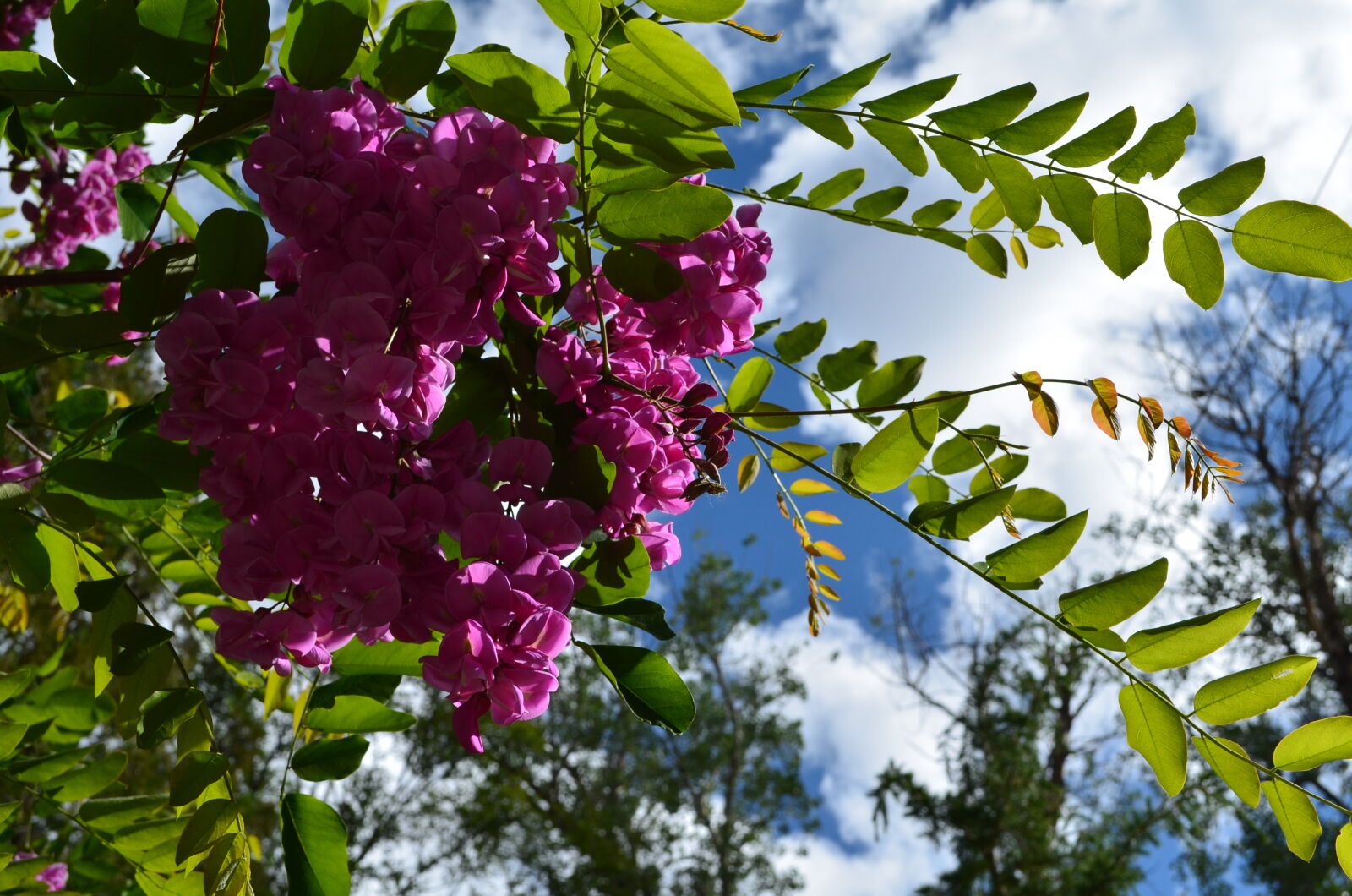 Nikon D5100 sample photo. Flowers, sky photography