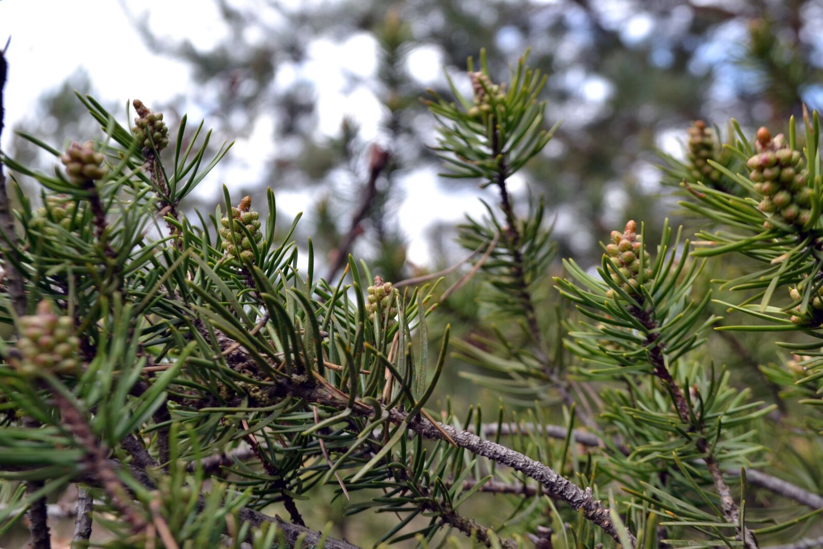 Nikon D3100 sample photo. Pine, cones, nature photography