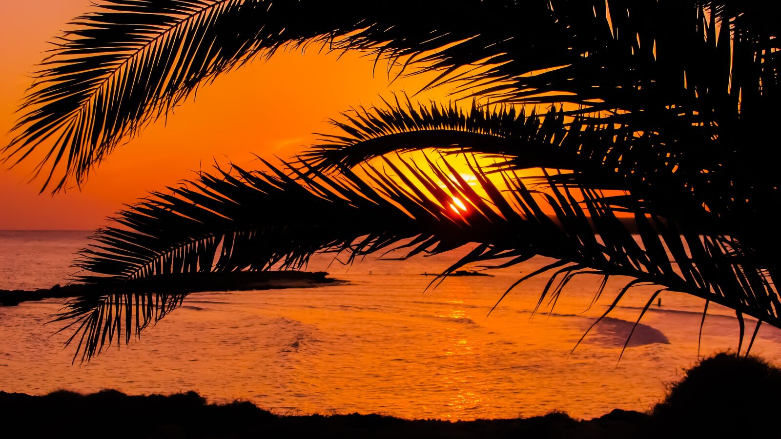 Canon PowerShot SX400 IS sample photo. Palm tree, branch, leaves photography