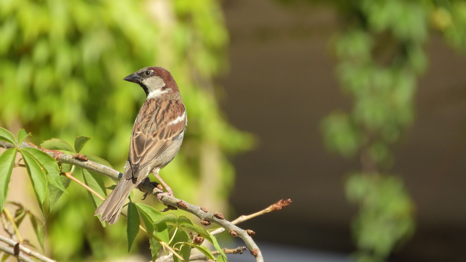 Nikon Coolpix P610 sample photo. House sparrow, sparrow on photography