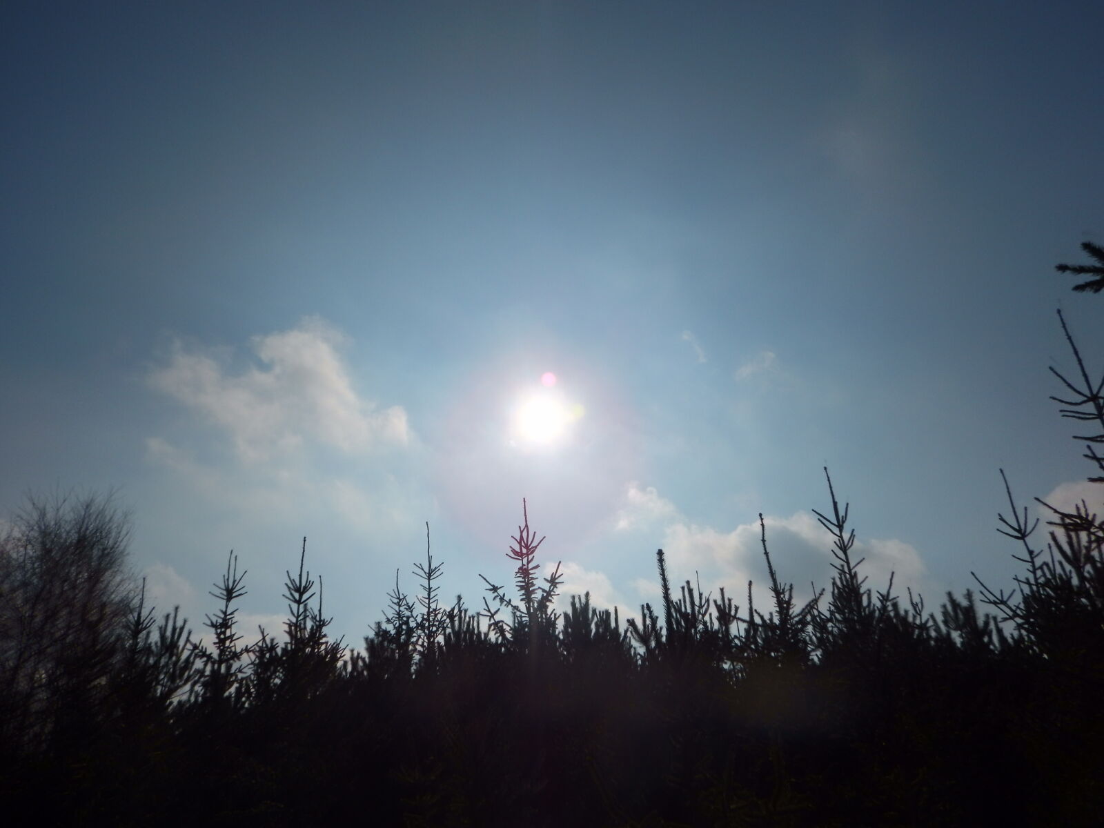 Nikon Coolpix AW130 sample photo. Forest, sun, sunlight, sunshine photography