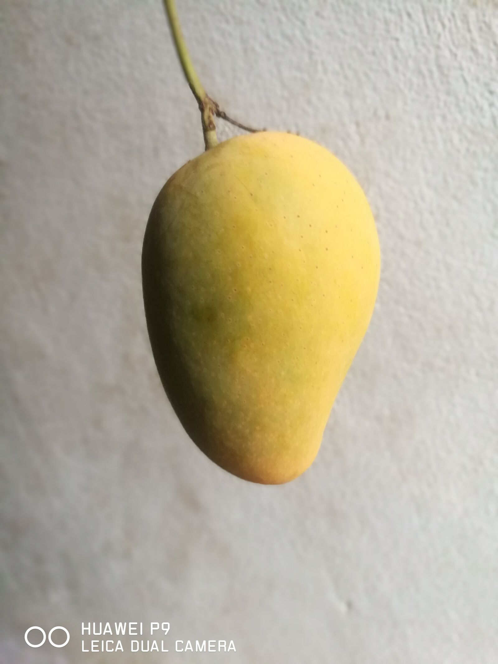 HUAWEI P9 sample photo. Mango, mango chok anan photography