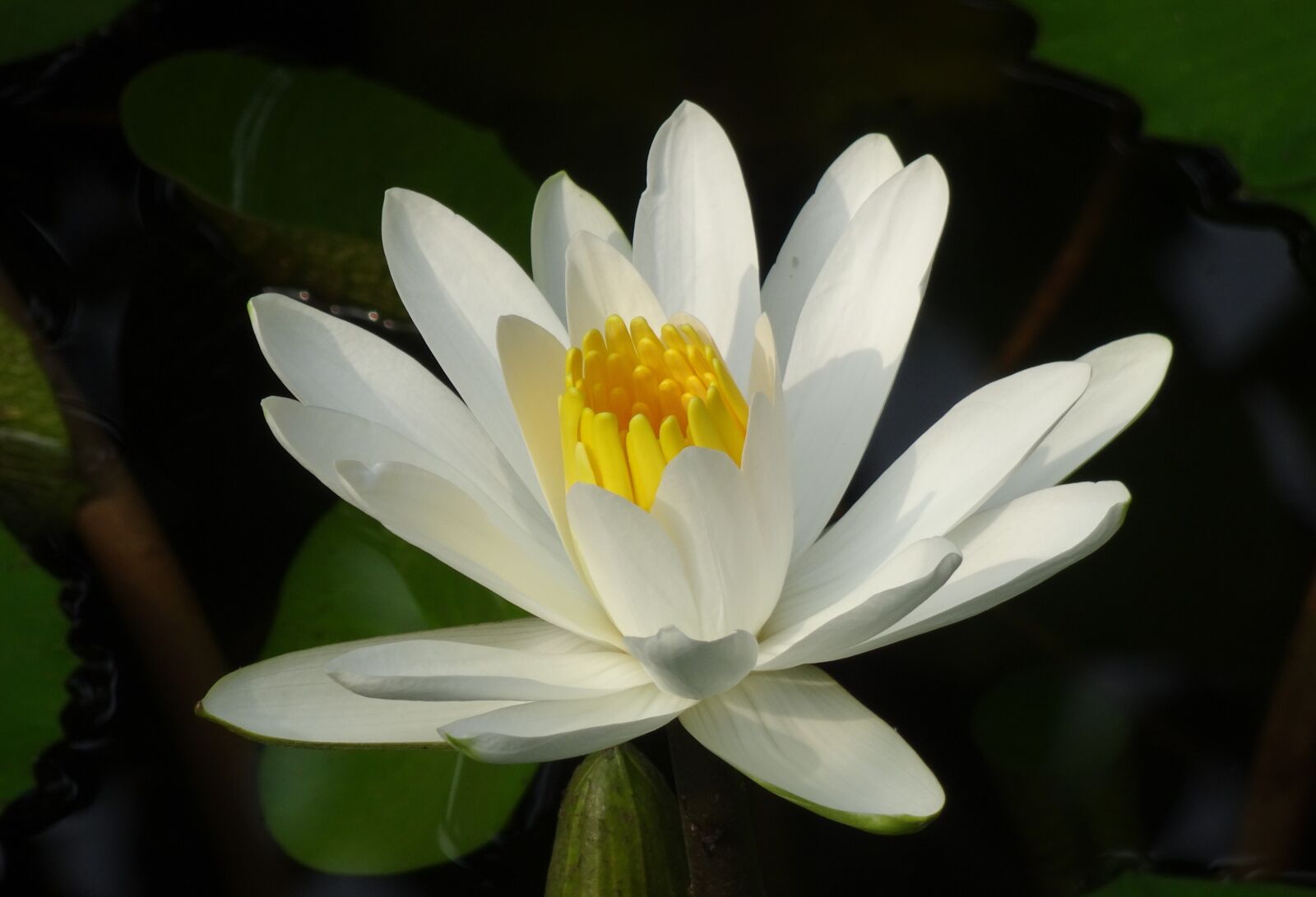 Sony Cyber-shot DSC-HX90V sample photo. Lily, water lily, white photography