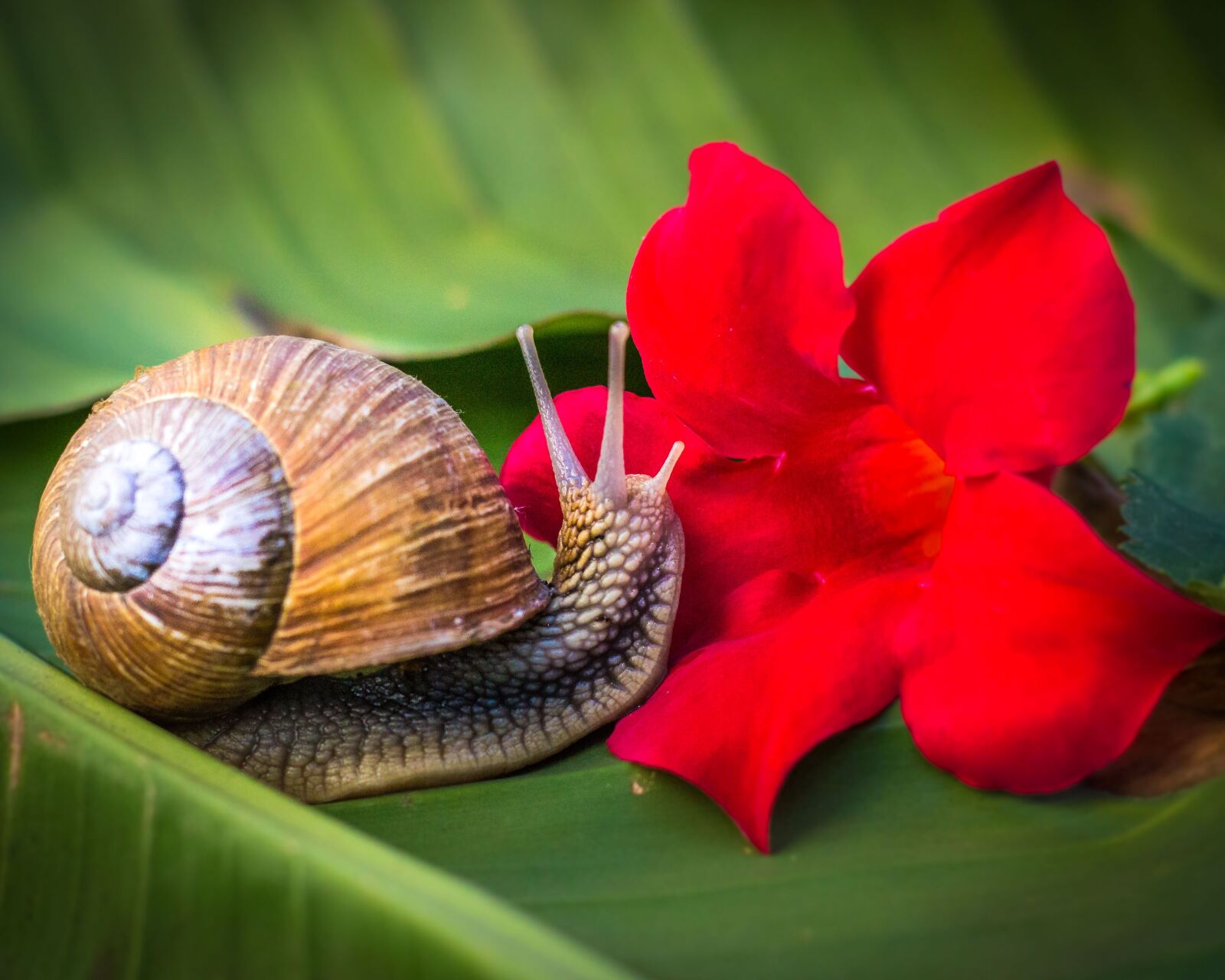 Canon EOS 600D (Rebel EOS T3i / EOS Kiss X5) + Canon EF 50mm F1.8 II sample photo. Snail, reptile, shell photography