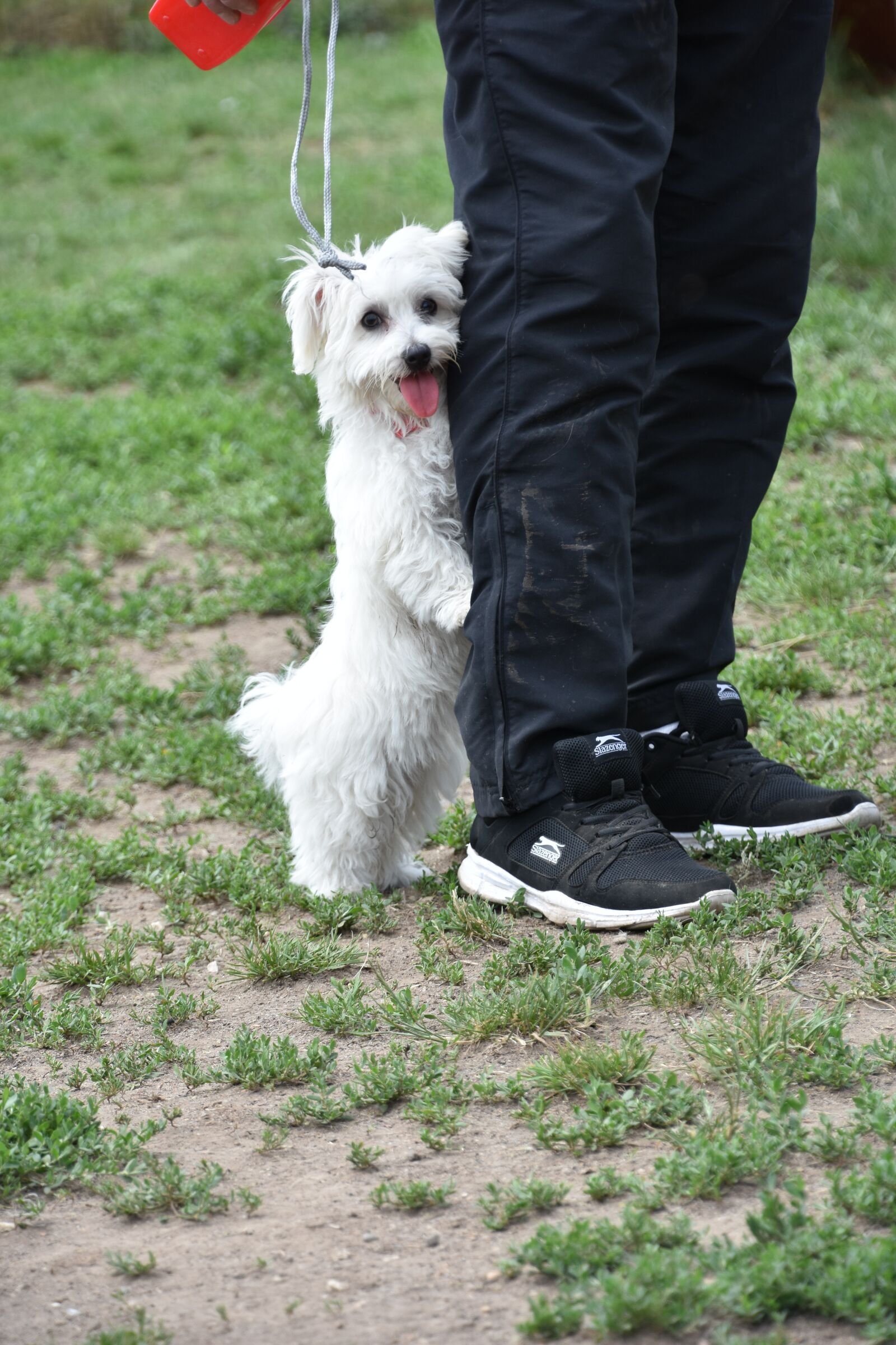Nikon D7200 sample photo. Dog, puppy, pet photography