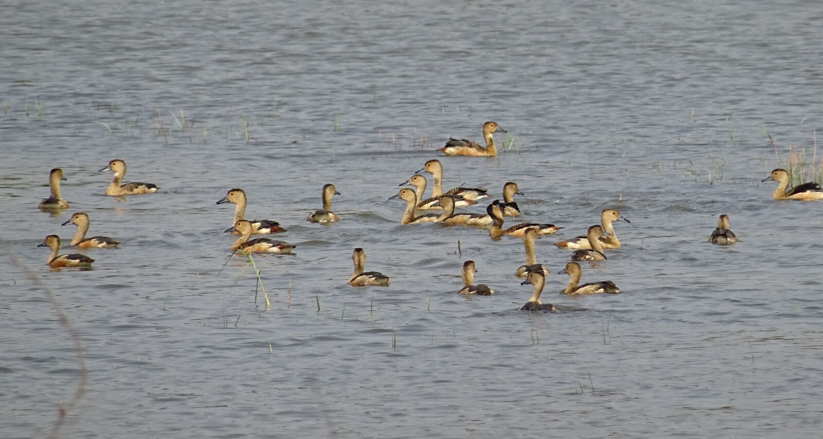 Sony DSC-HX60V sample photo. Bird, duck, avian photography