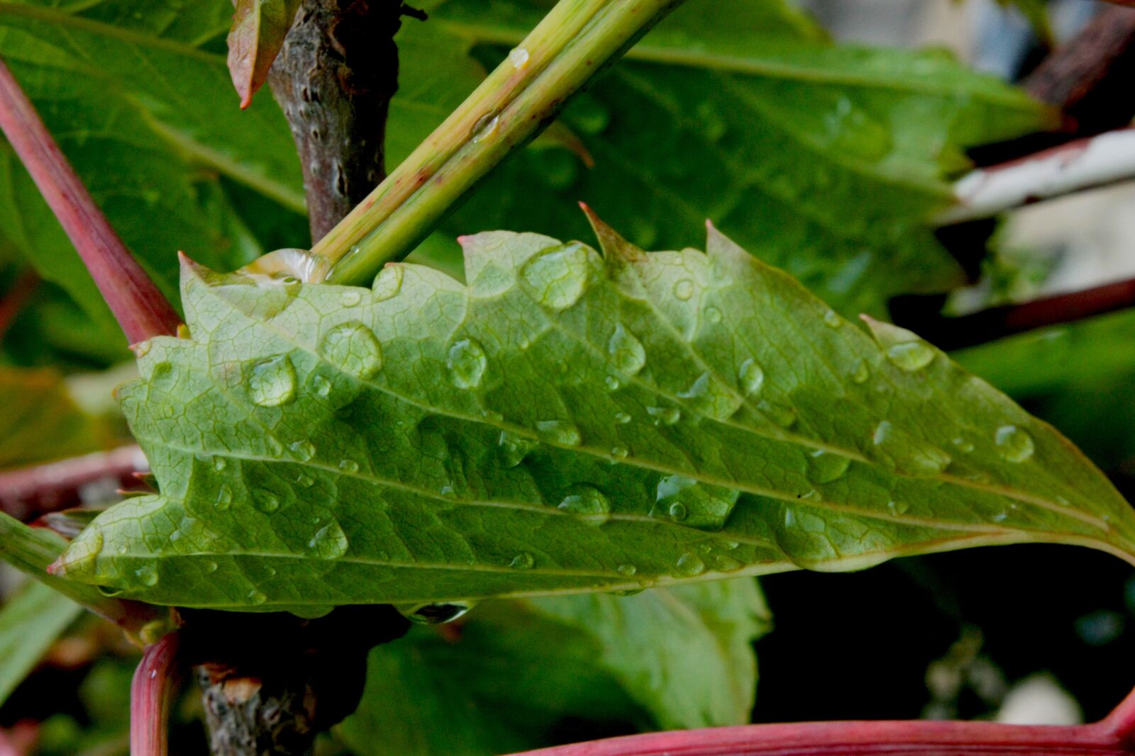 Canon EOS 450D (EOS Rebel XSi / EOS Kiss X2) sample photo. Green leaf, raindrops on photography