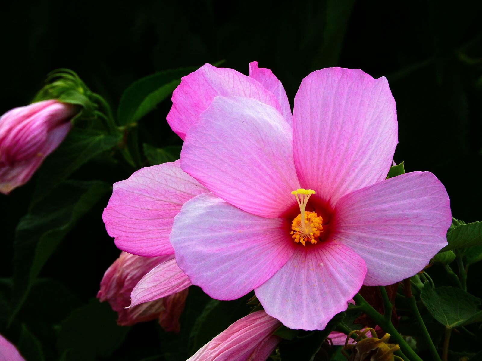Nikon Coolpix P610 sample photo. Hibiscus, blossom, bloom photography