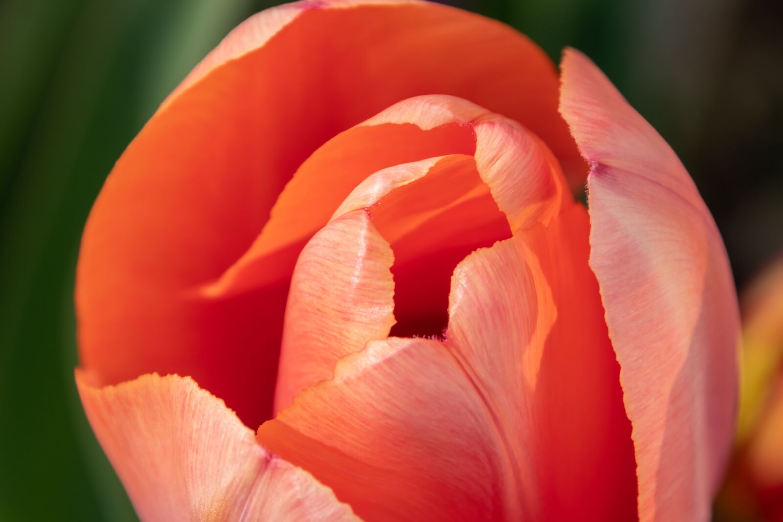 Canon EOS 80D sample photo. Tulip, apricot, close up photography