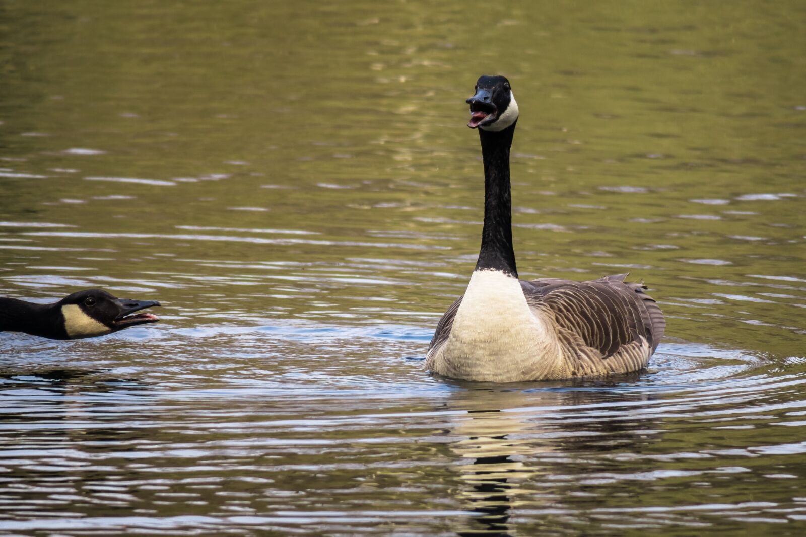 Canon PowerShot G3 X sample photo. Canada goose, excited, chatter photography