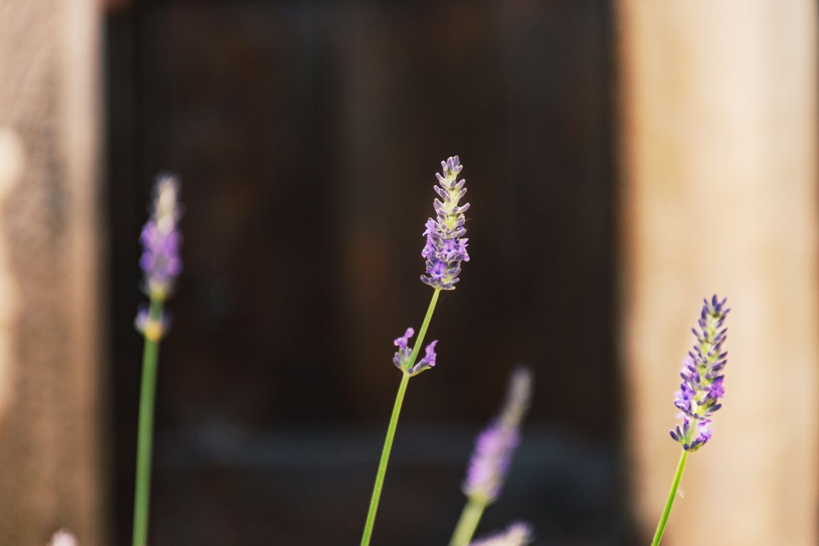 Nikon D5600 sample photo. Lavender, garden, close up photography