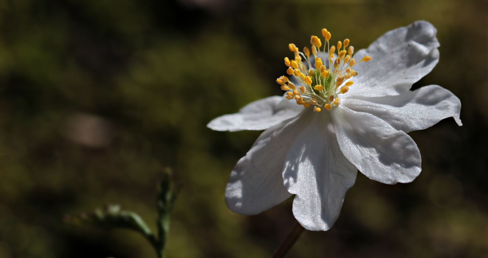 Canon EOS 80D sample photo. Wood anemone, anemone nemorosa photography