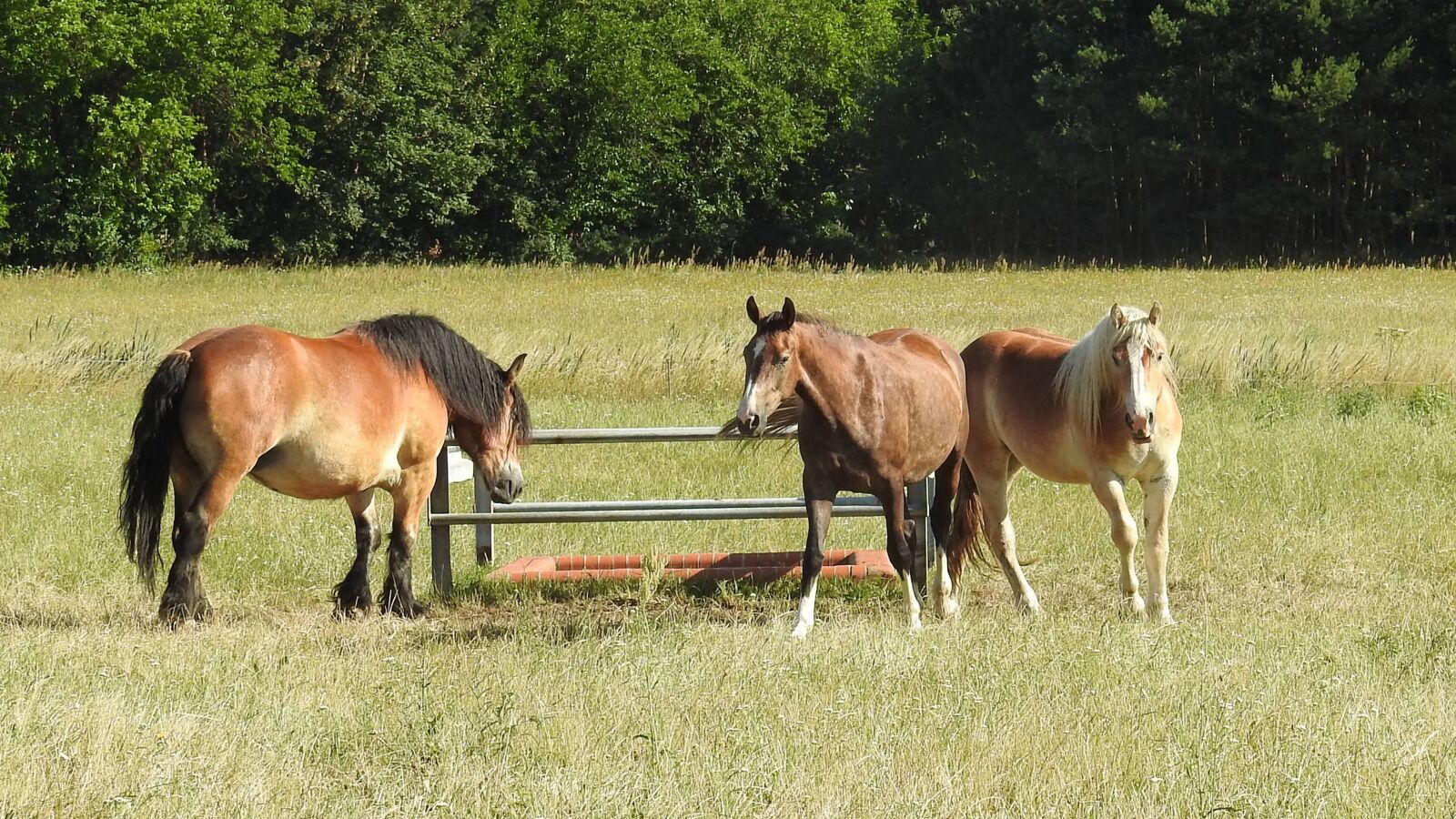 Canon EOS 1100D (EOS Rebel T3 / EOS Kiss X50) sample photo. Horses, cold blooded animals photography